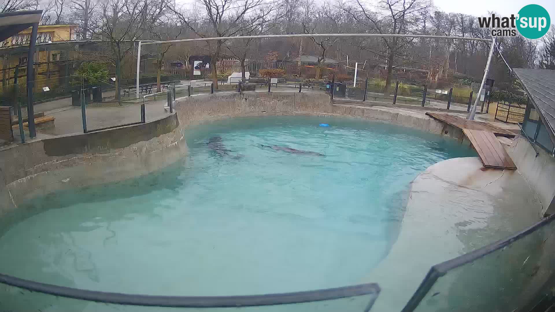 Zoo Zagreb – Kalifornijski morski lev