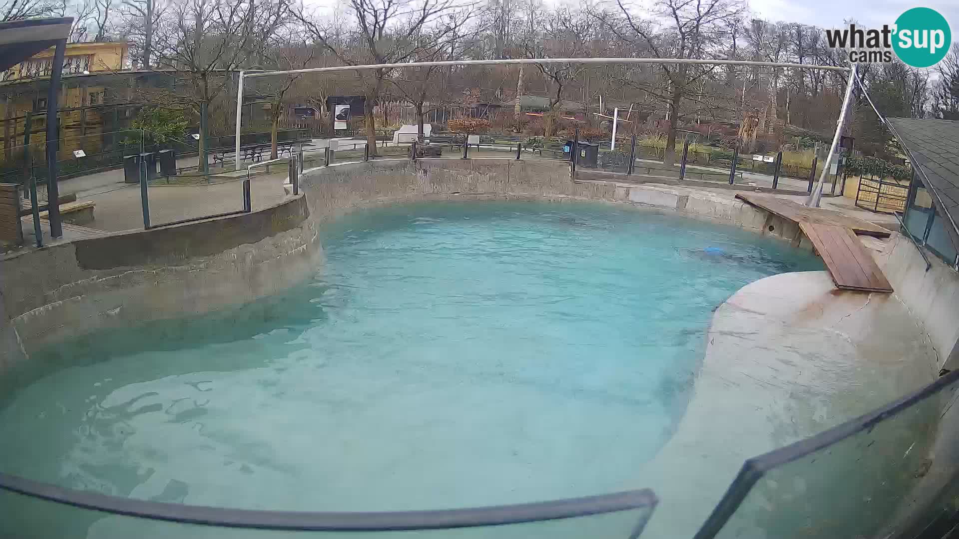 Zoo Zagreb – Kalifornijski morski lev