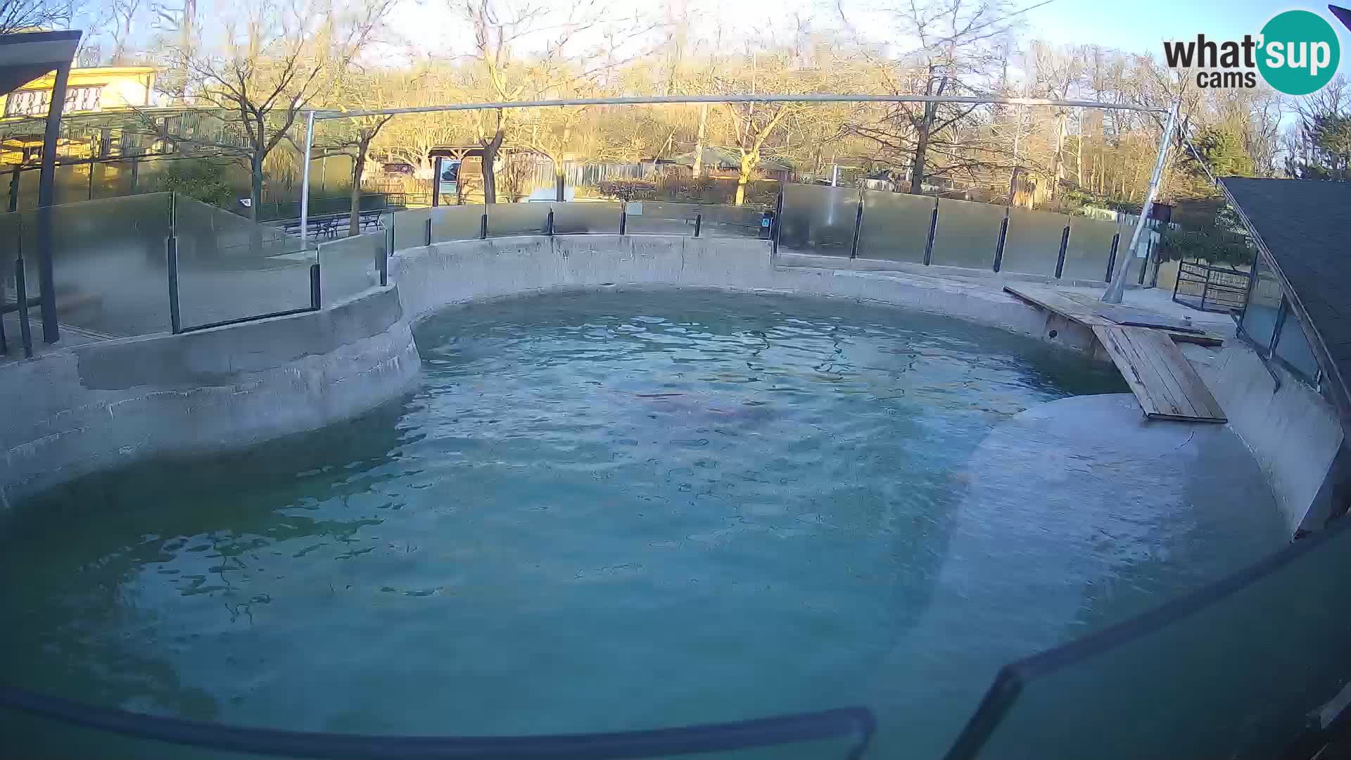 Zoo Zagreb –  León marino de California