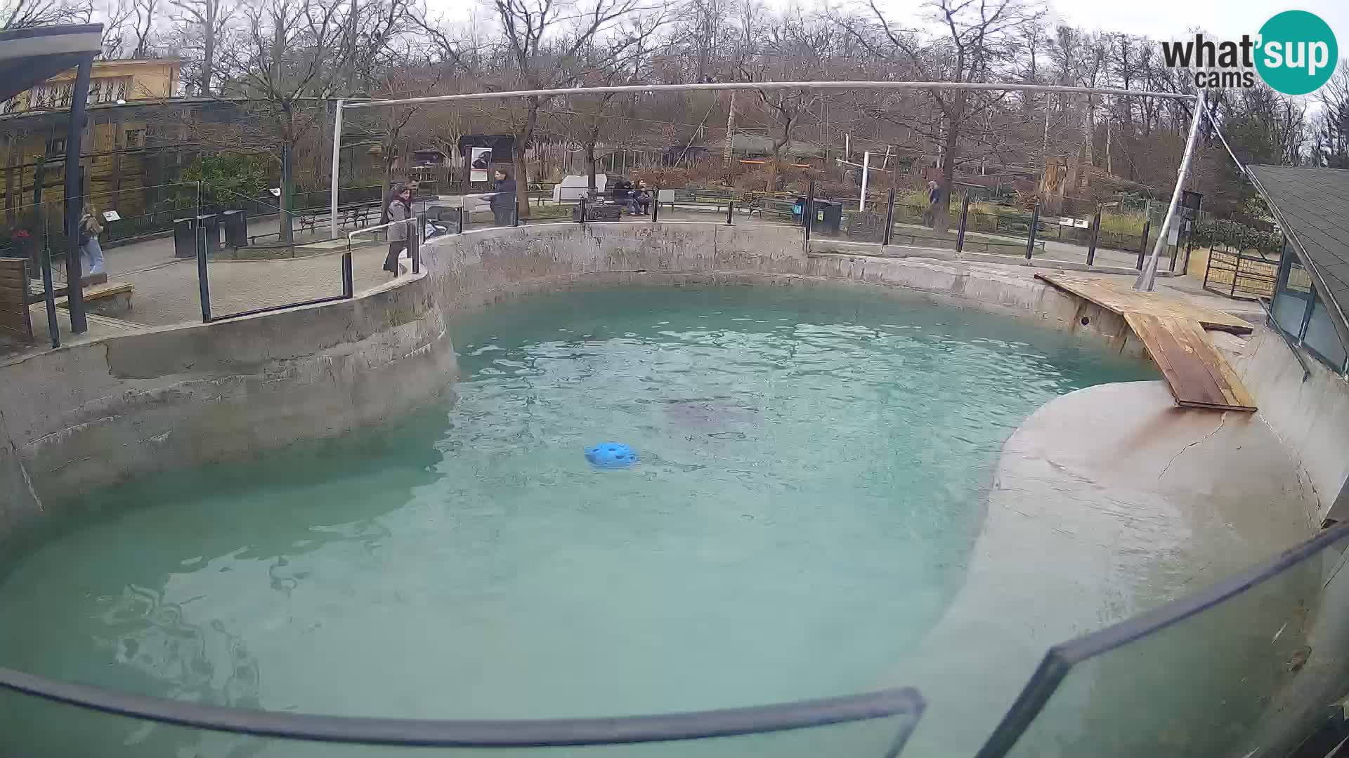 Zoo Zagreb – Kalifornijski morski lav