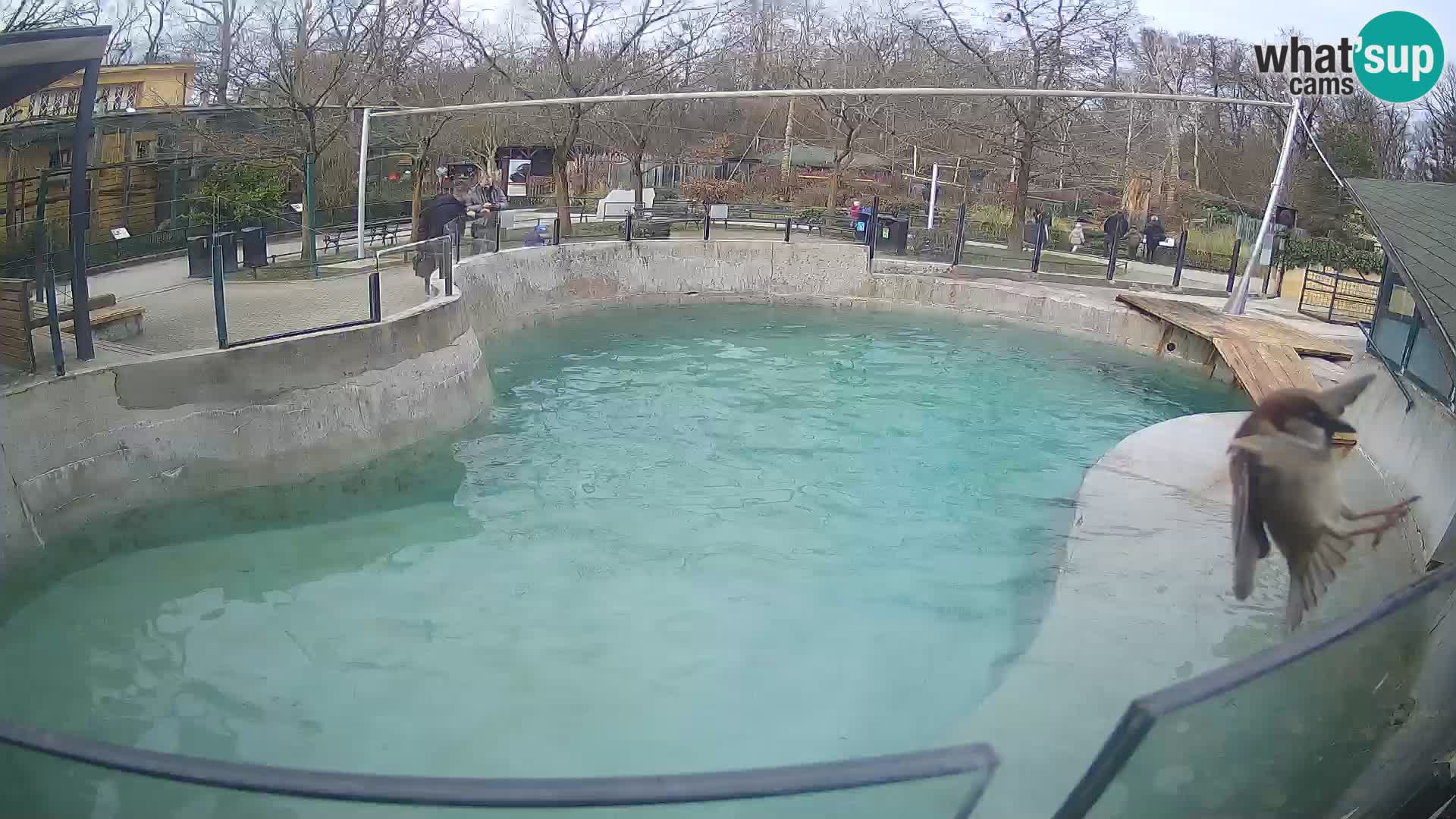 Zoo Zagreb – Kalifornijski morski lav