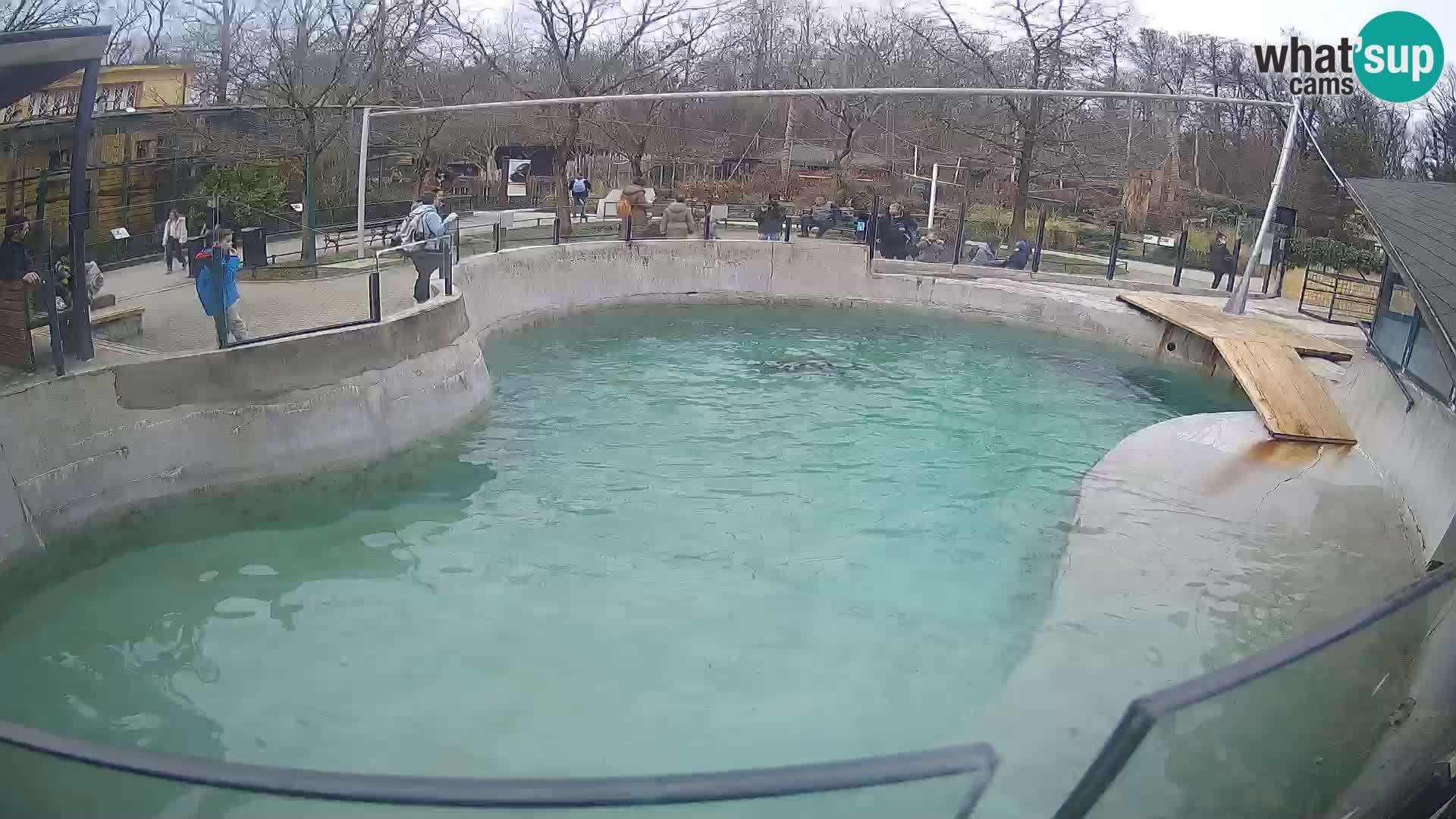 Zoo Zagreb – Kalifornijski morski lav