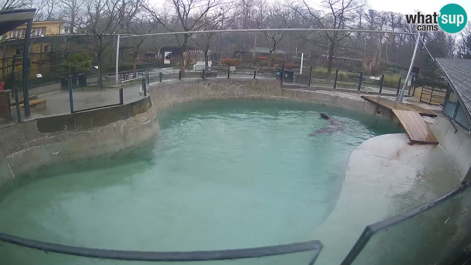 Zoo Zagreb – Kalifornijski morski lav