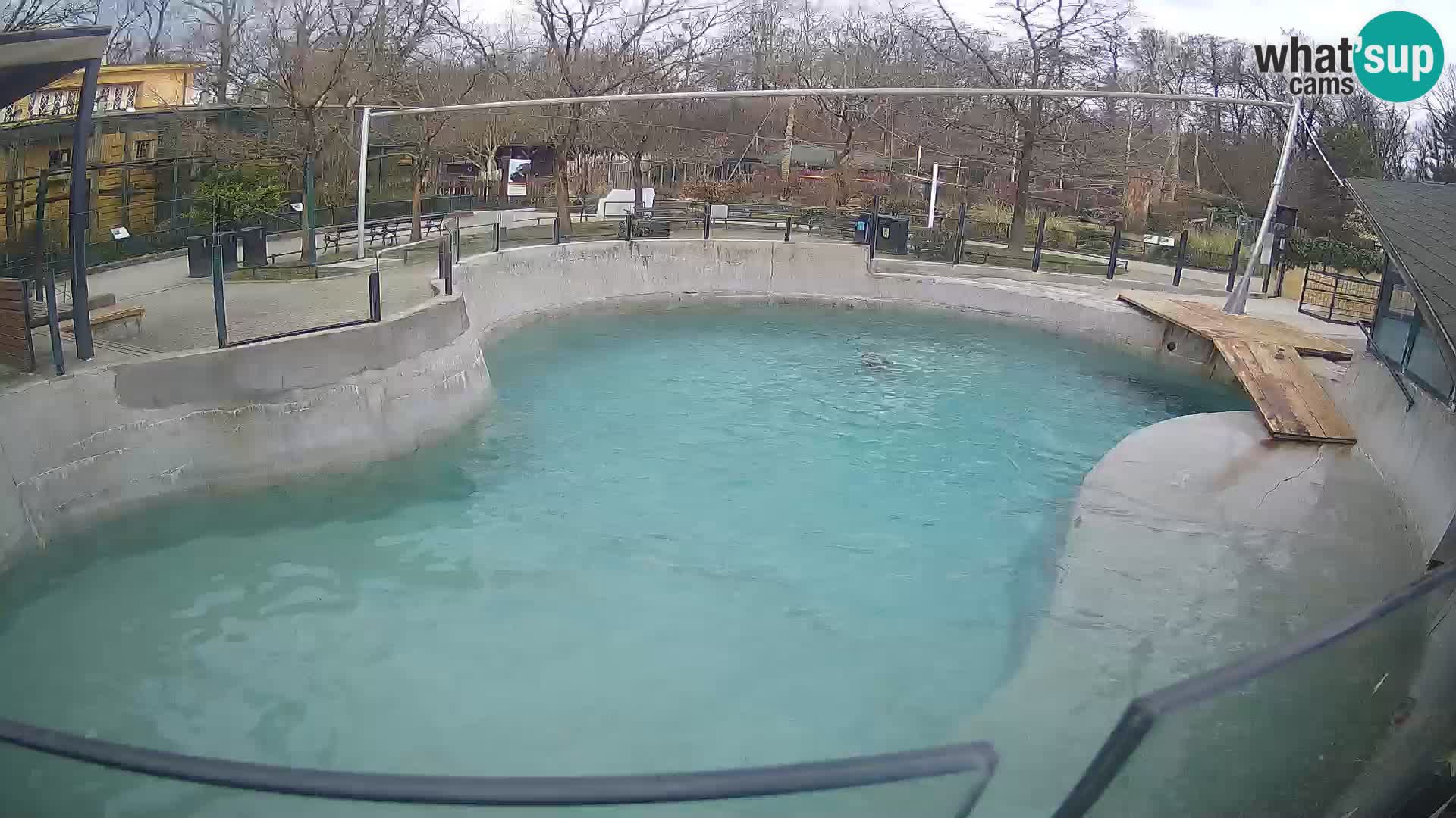 Zoo Zagreb – Kalifornijski morski lav