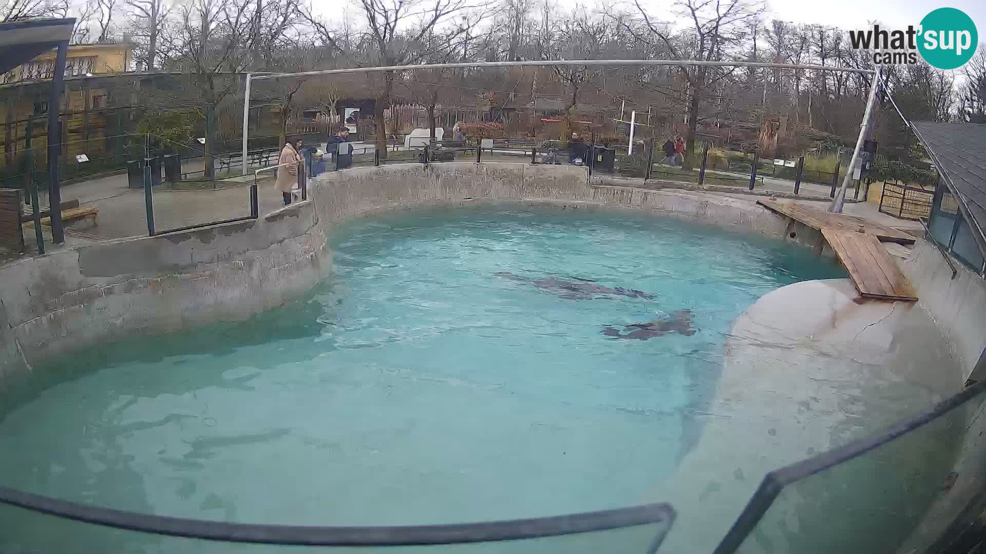 Zoo Zagreb – Kalifornijski morski lav