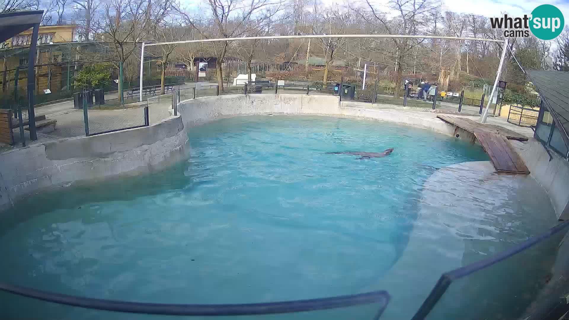 Zoo Zagreb – Otarie de Californie