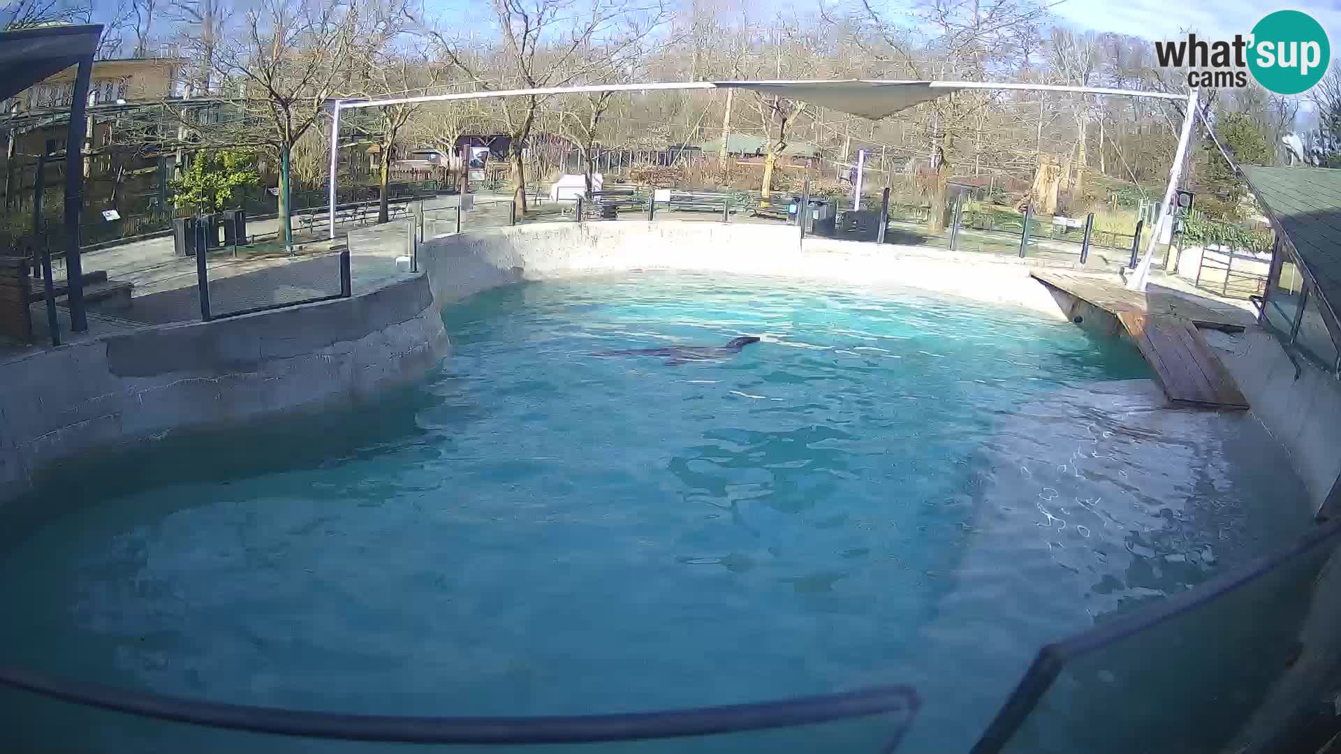 Zoo Zagreb – Kalifornischer Seelöwe
