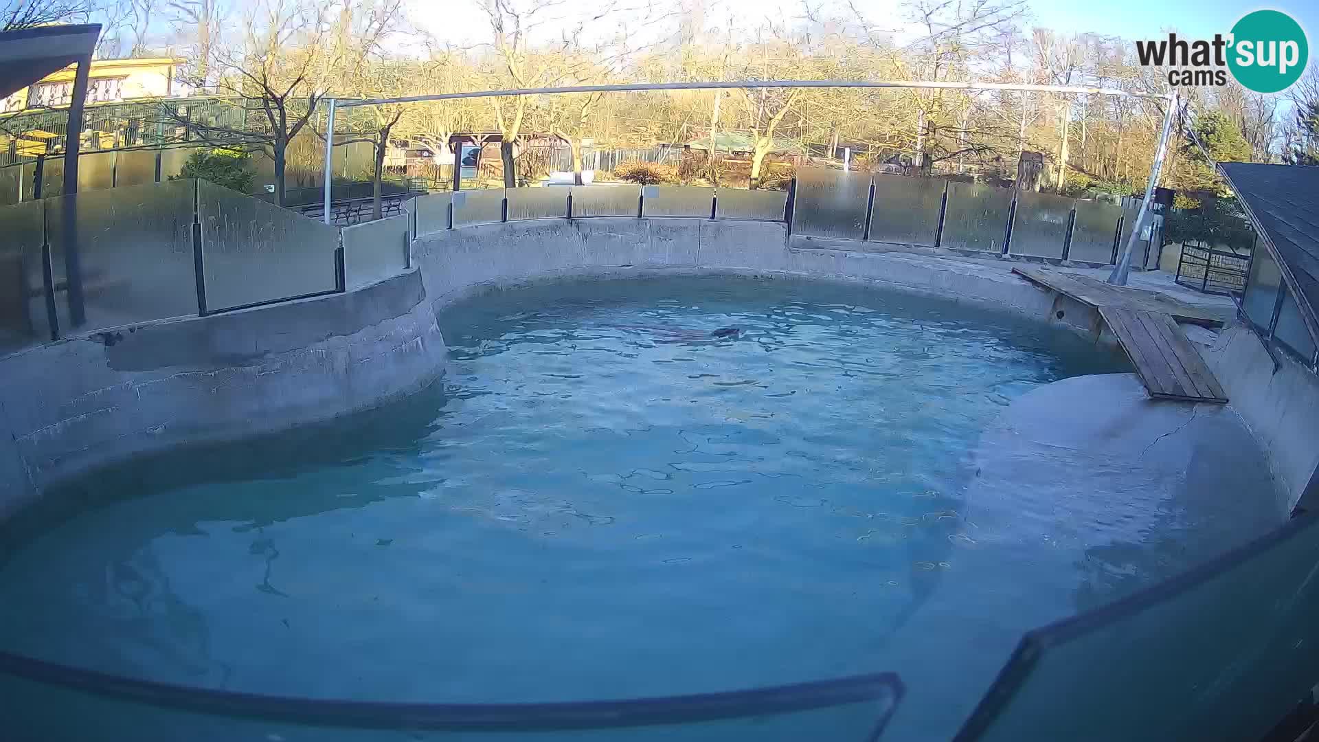 Zoo Zagreb – Kalifornijski morski lav