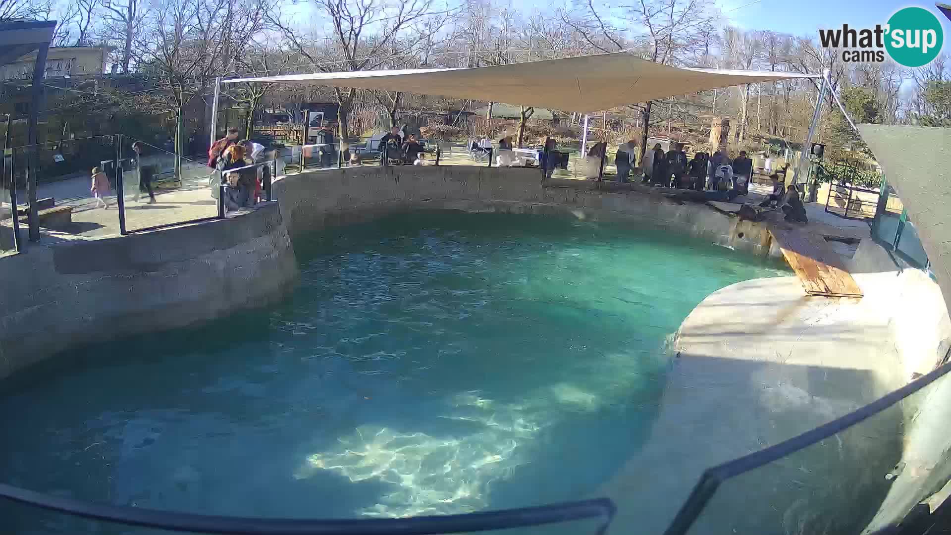 Zoo Zagreb –  León marino de California