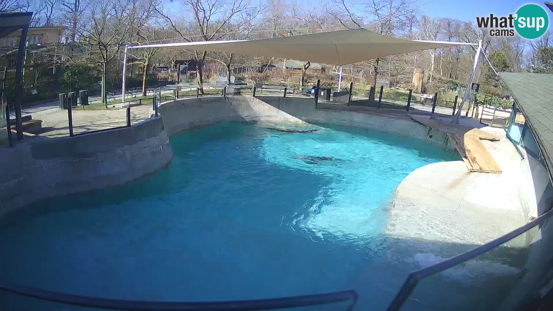 Zoo Zagreb – Otarie de Californie