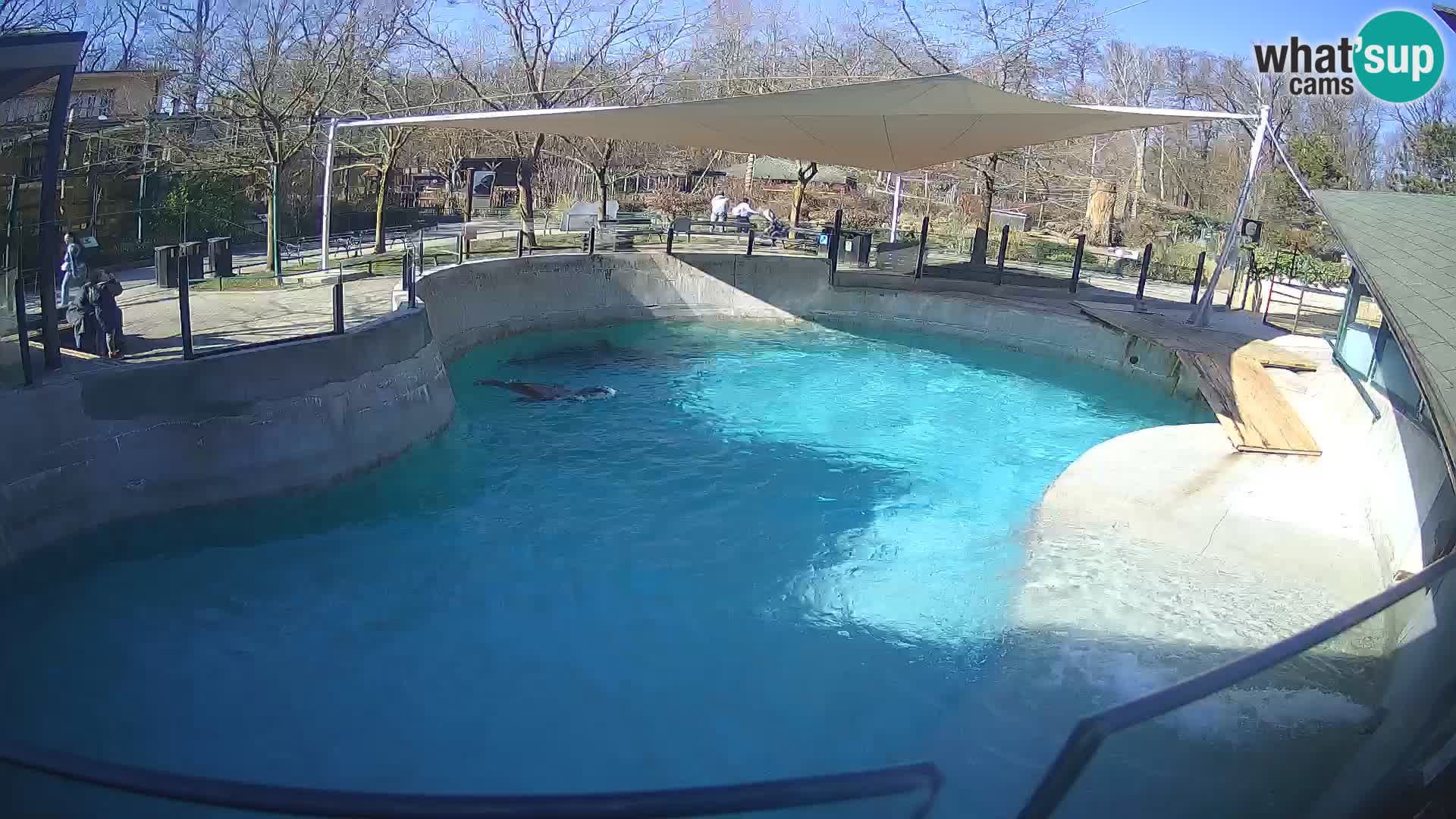 Zoo Zagreb – Kalifornischer Seelöwe