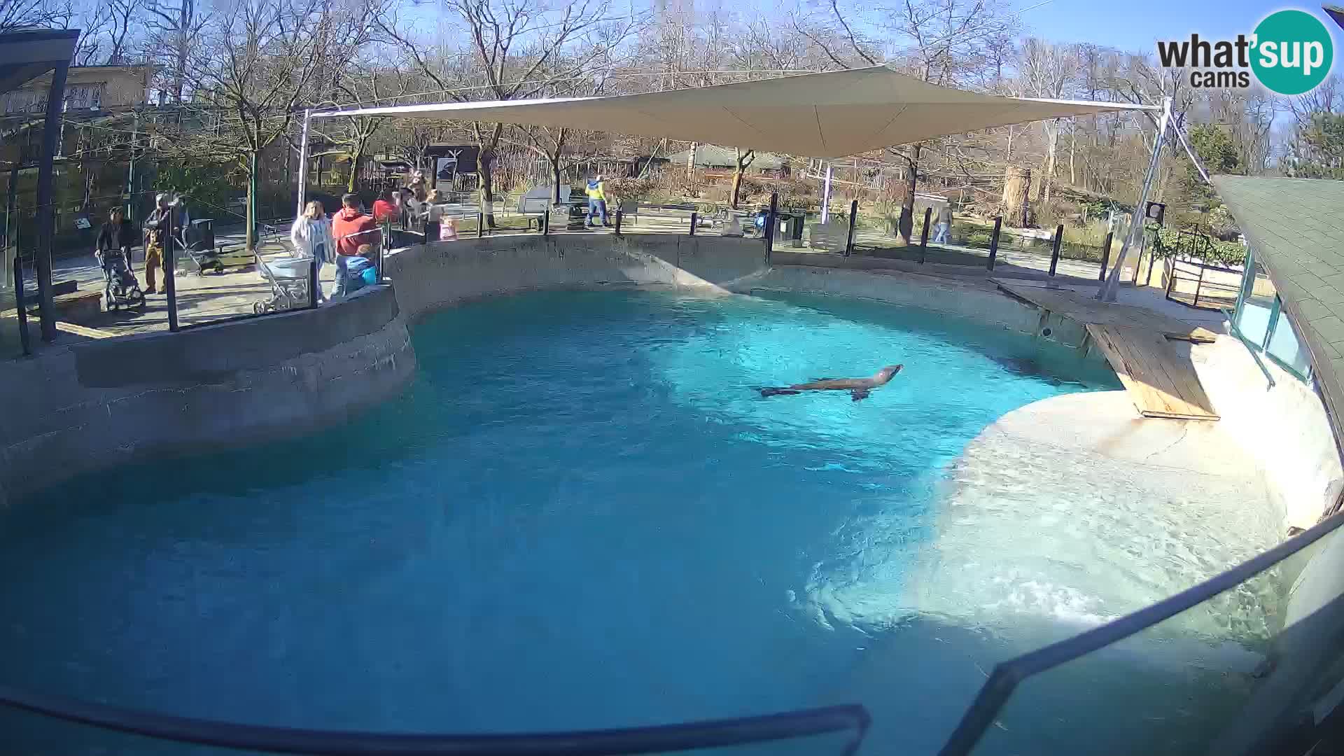 Zoo Zagreb –  León marino de California
