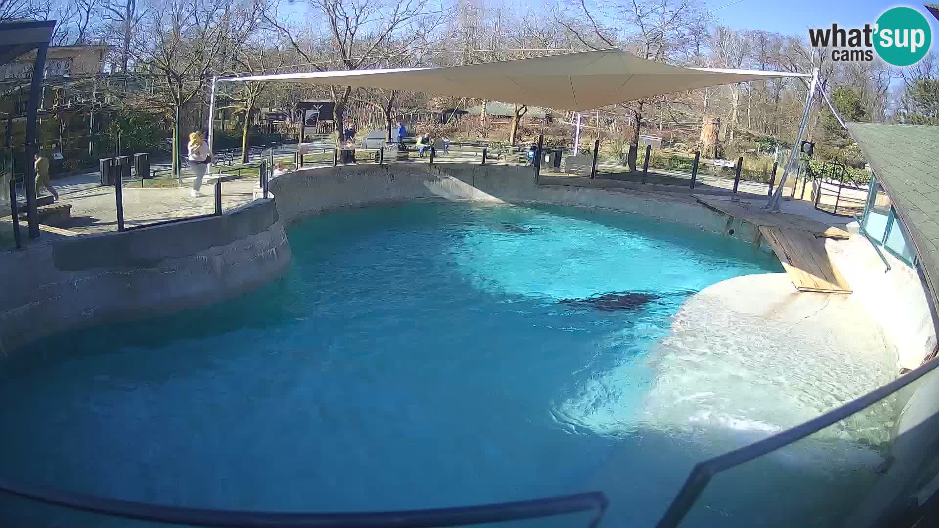 Zoo Zagreb –  León marino de California