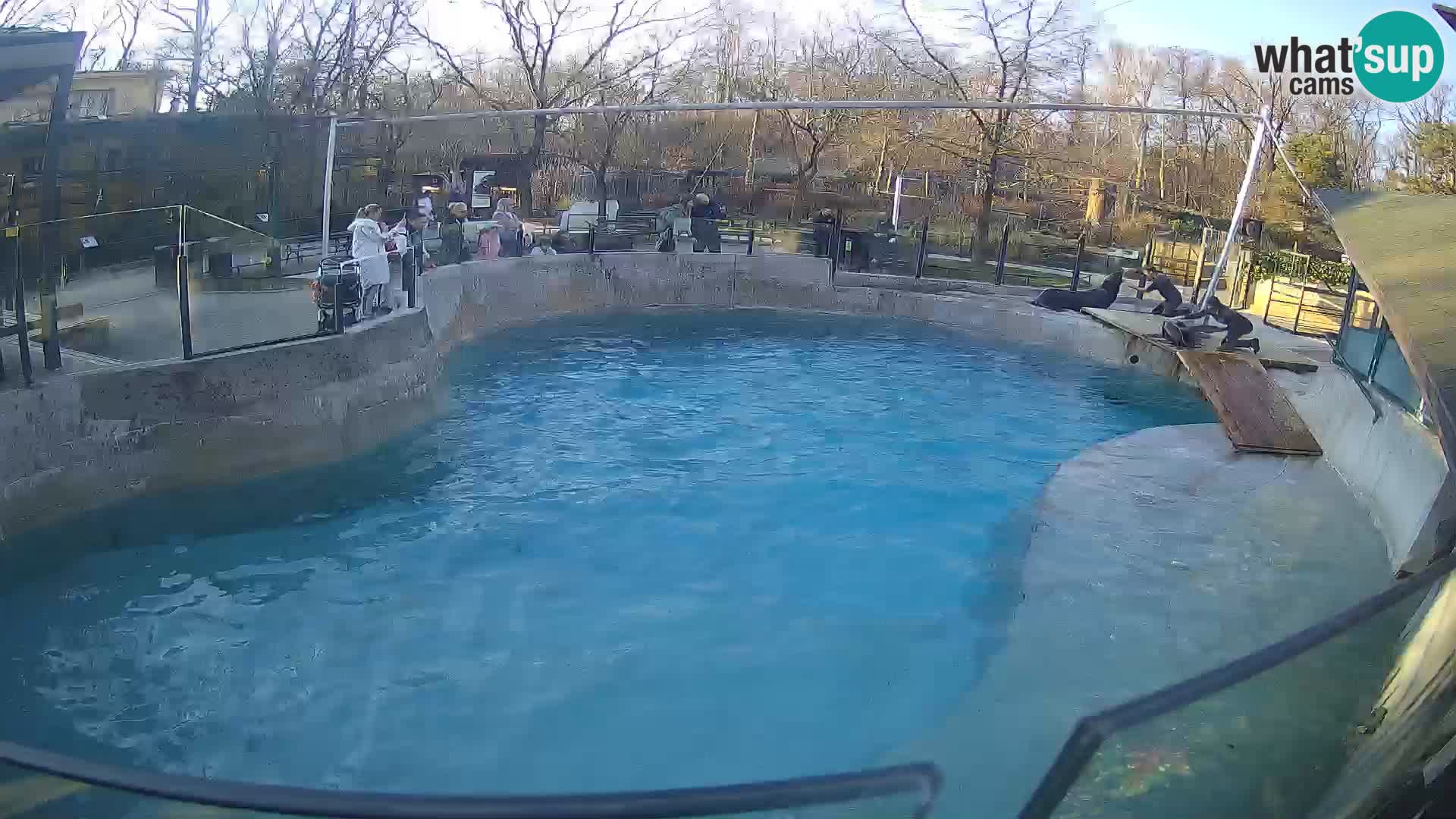 Zoo Zagreb –  León marino de California