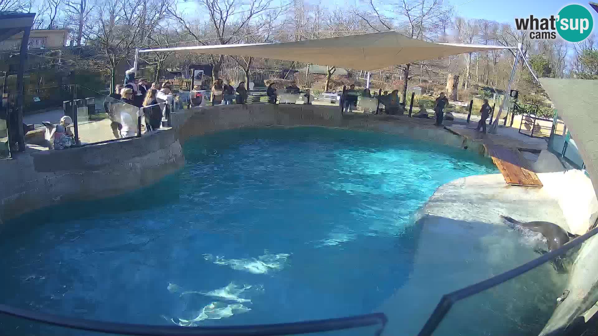 Zoo Zagreb – Kalifornijski morski lav