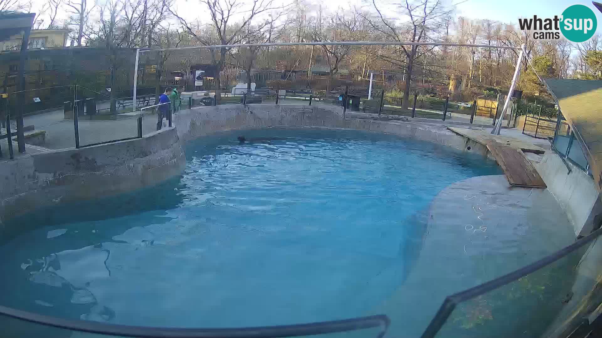 Zoo Zagreb – Otaria della California