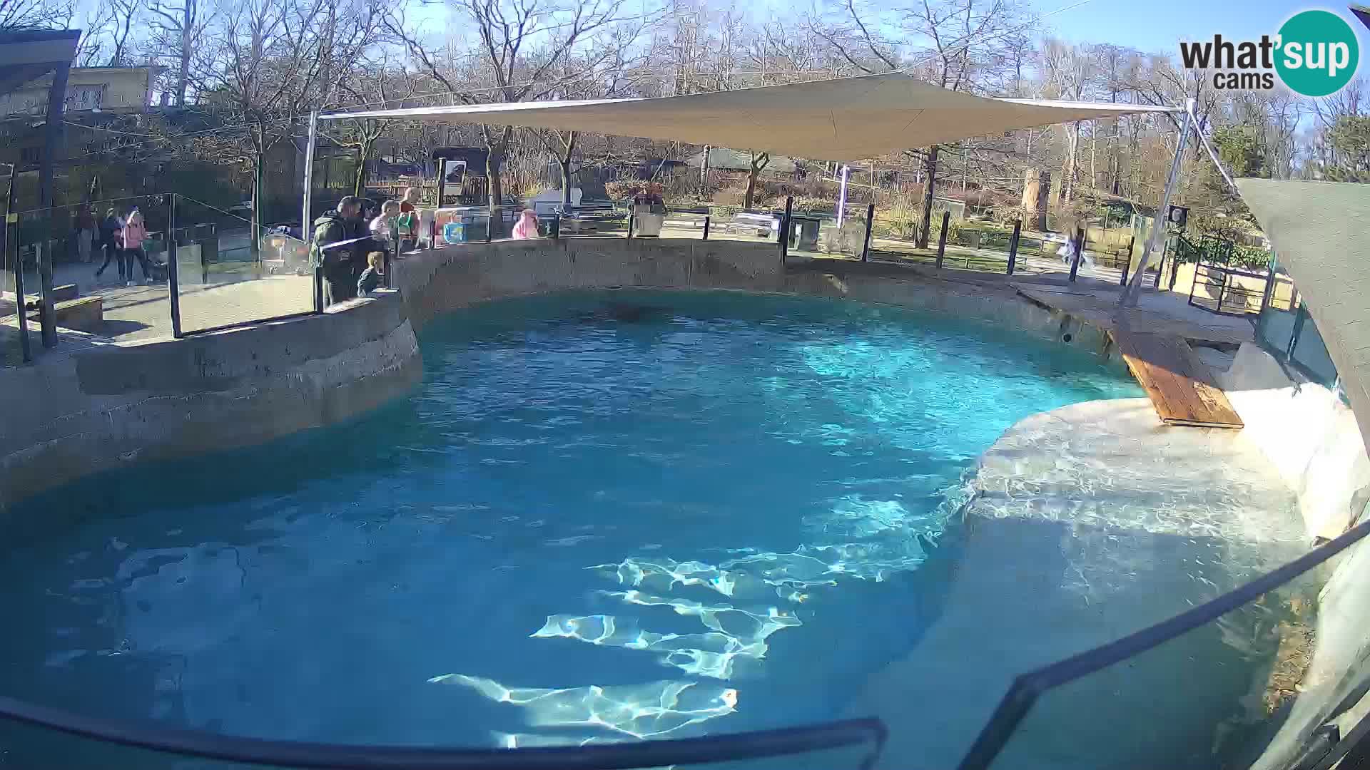 Zoo Zagreb – Kalifornijski morski lav