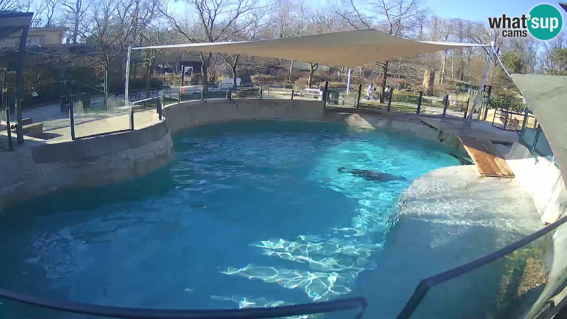 Zoo Zagreb – Kalifornijski morski lav