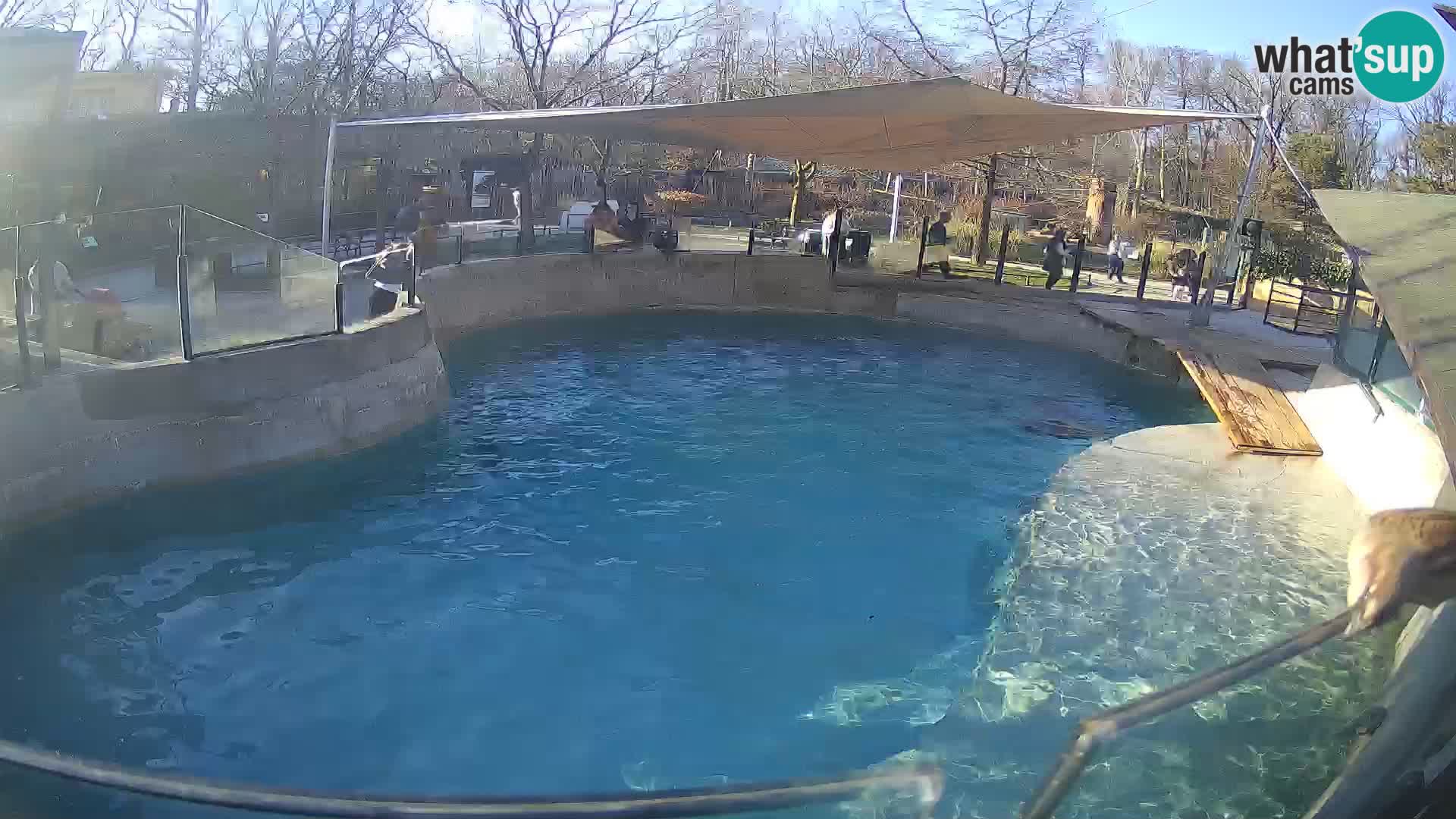 Zoo Zagreb – Otarie de Californie