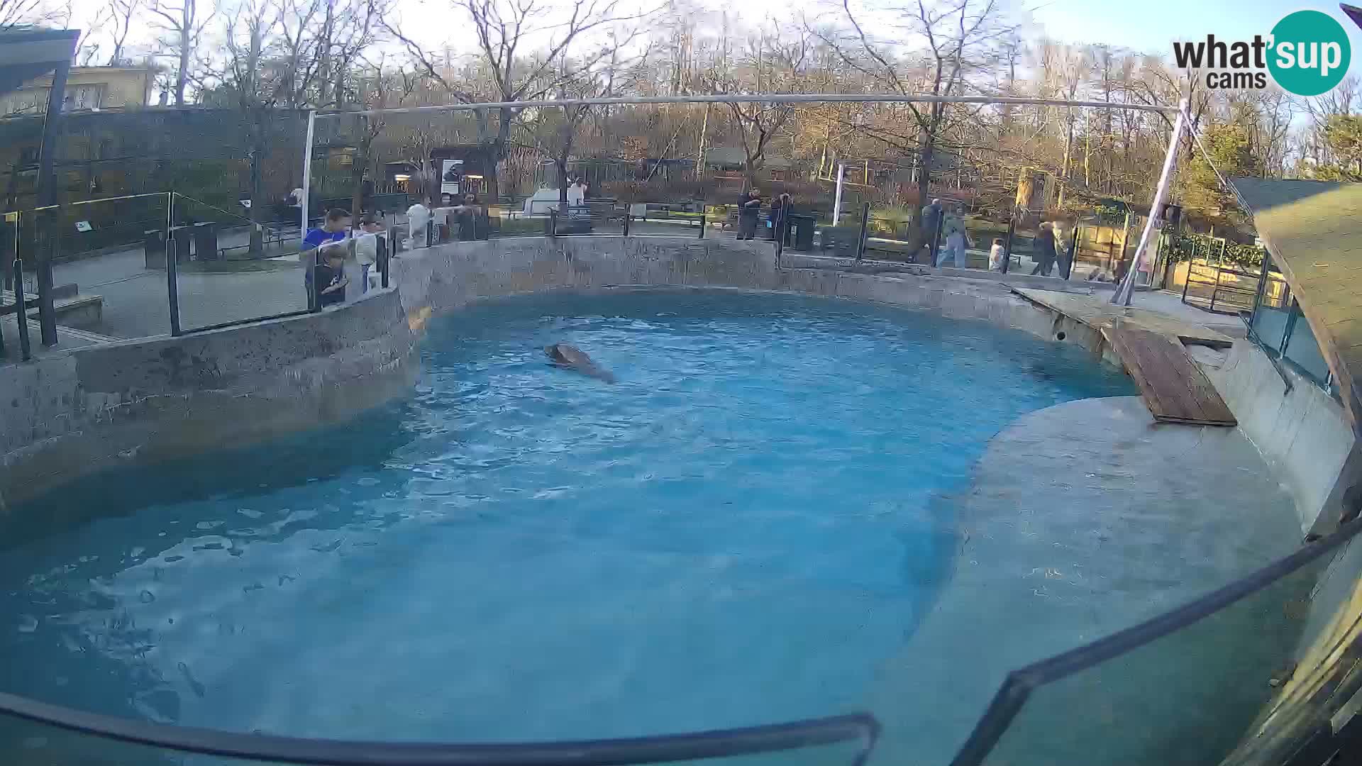 Zoo Zagreb – Otarie de Californie