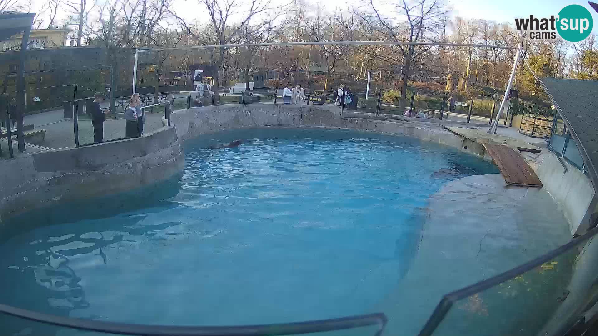 Zoo Zagreb – Kalifornijski morski lav