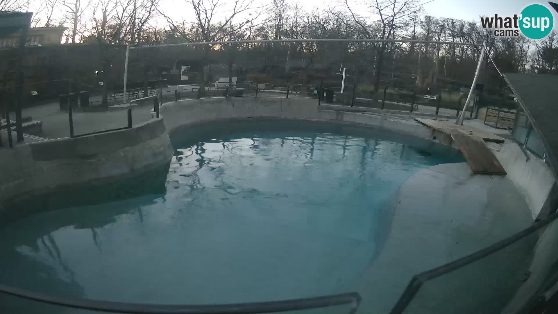 Zoo Zagreb – Kalifornijski morski lav