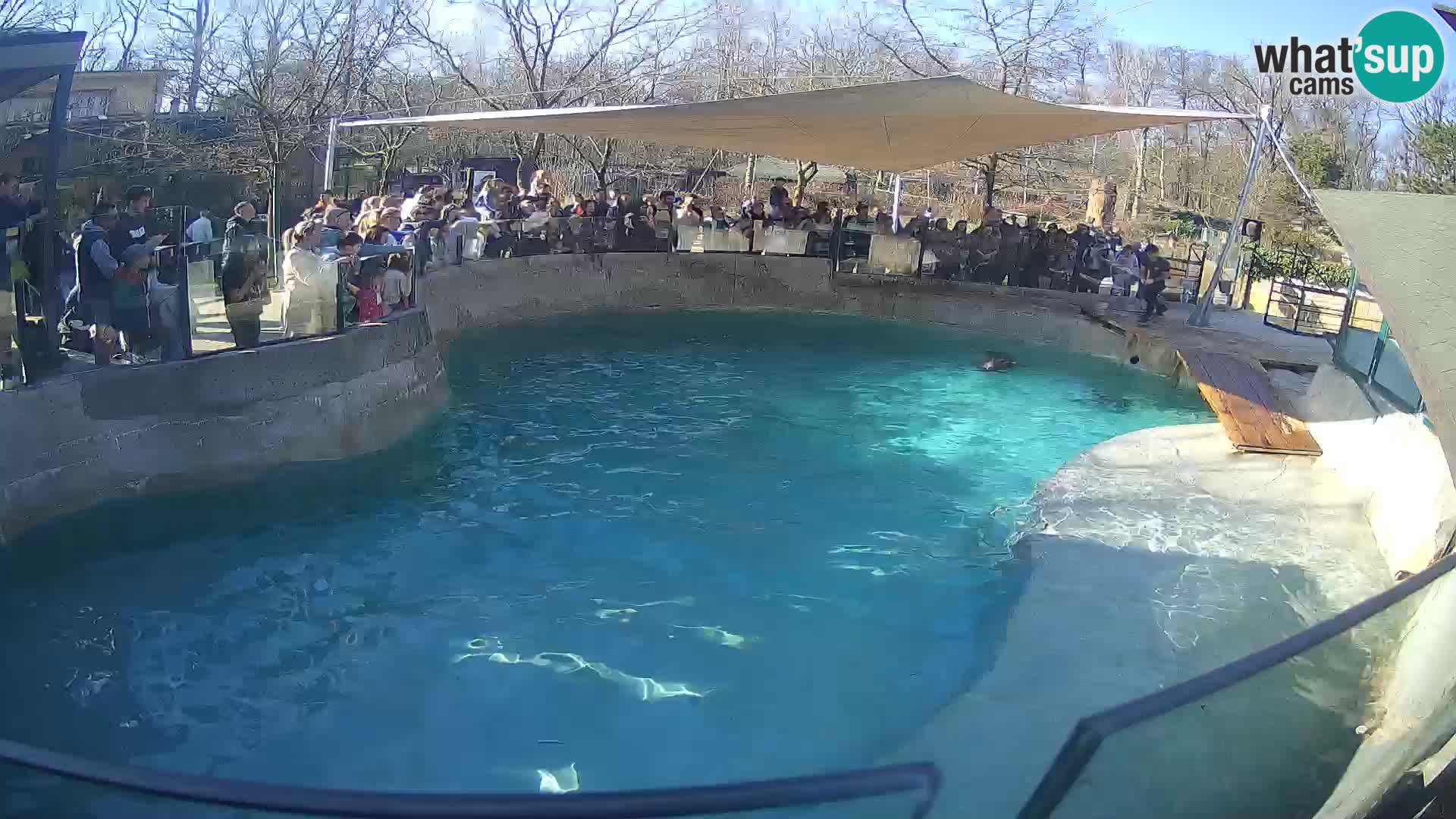 Zoo Zagreb –  León marino de California