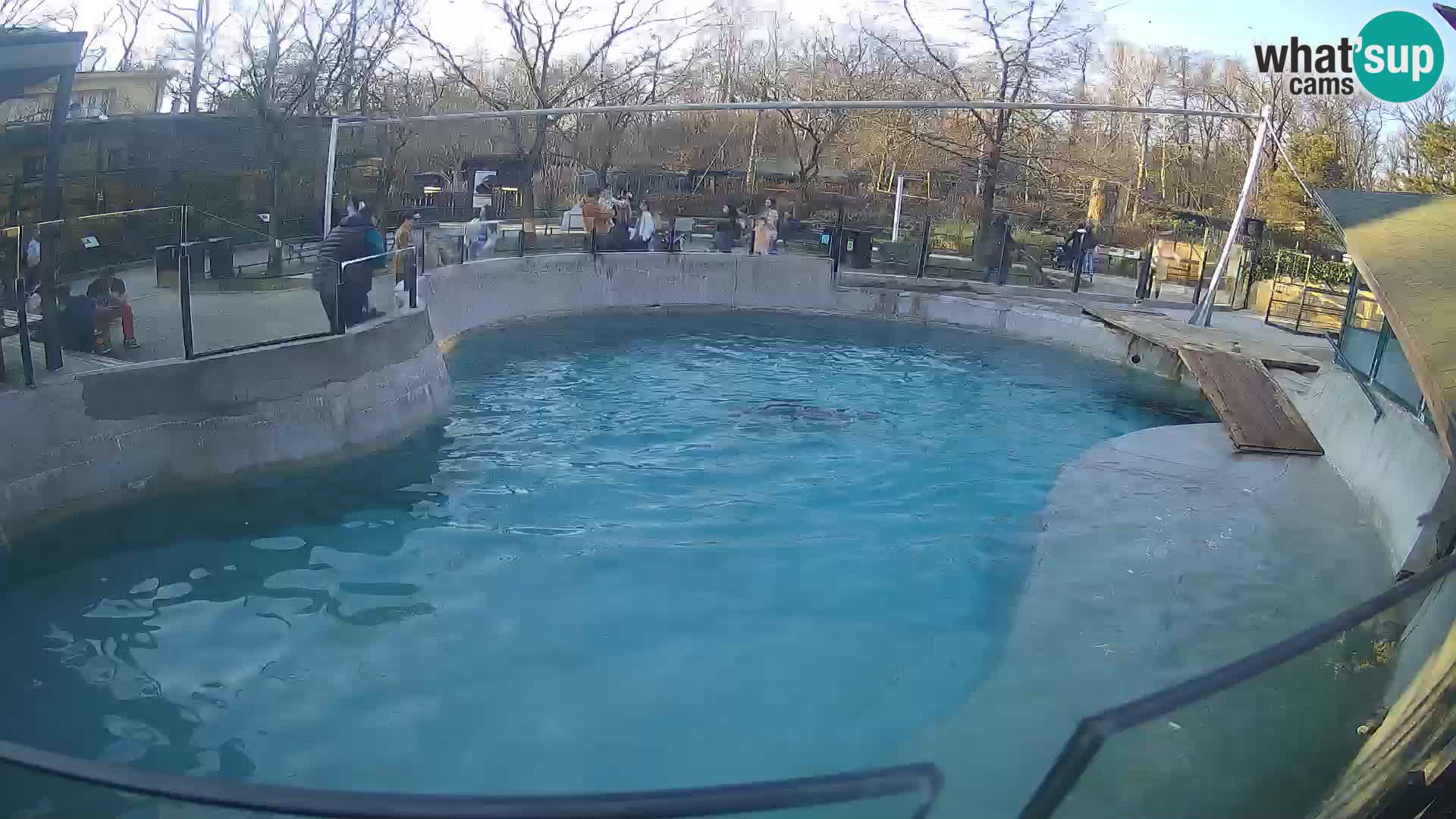 Zoo Zagreb – Otarie de Californie