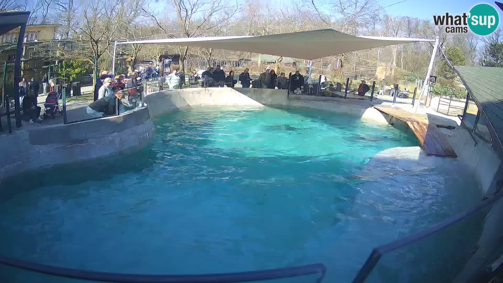 Zoo Zagreb – Kalifornijski morski lav