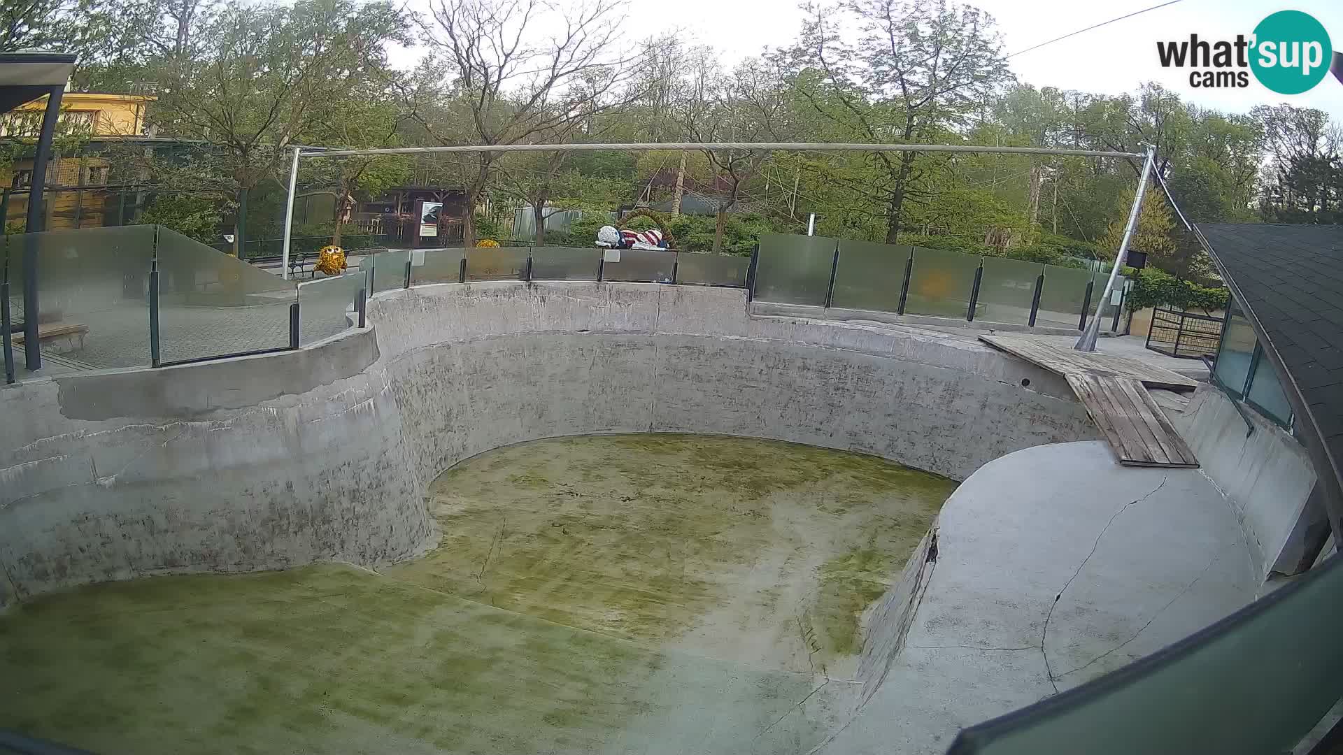 Zoo Zagreb –  León marino de California