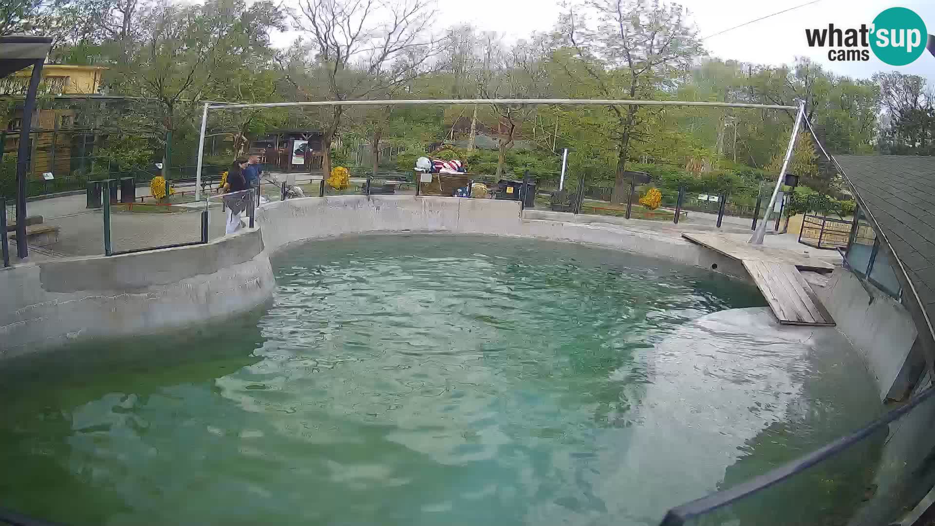 Zoo Zagreb – Kalifornijski morski lav