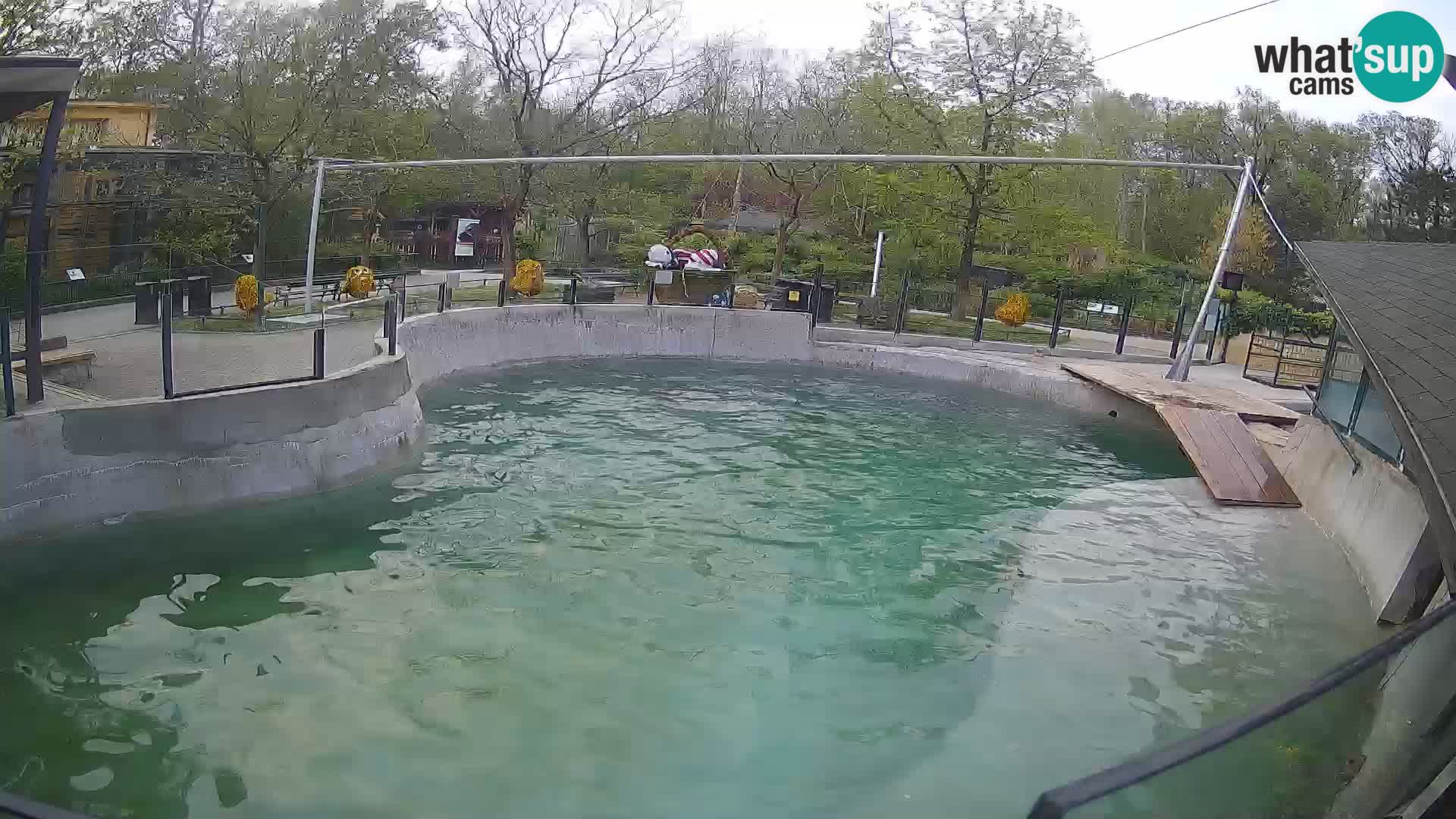 Zoo Zagreb –  León marino de California