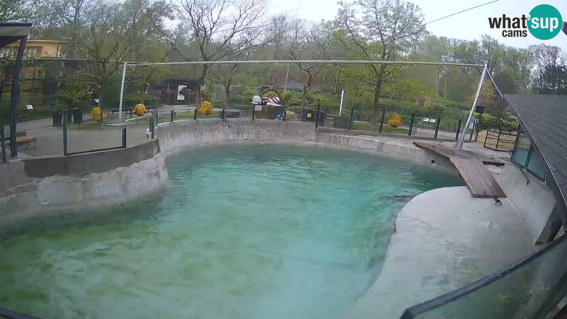 Zoo Zagreb –  León marino de California