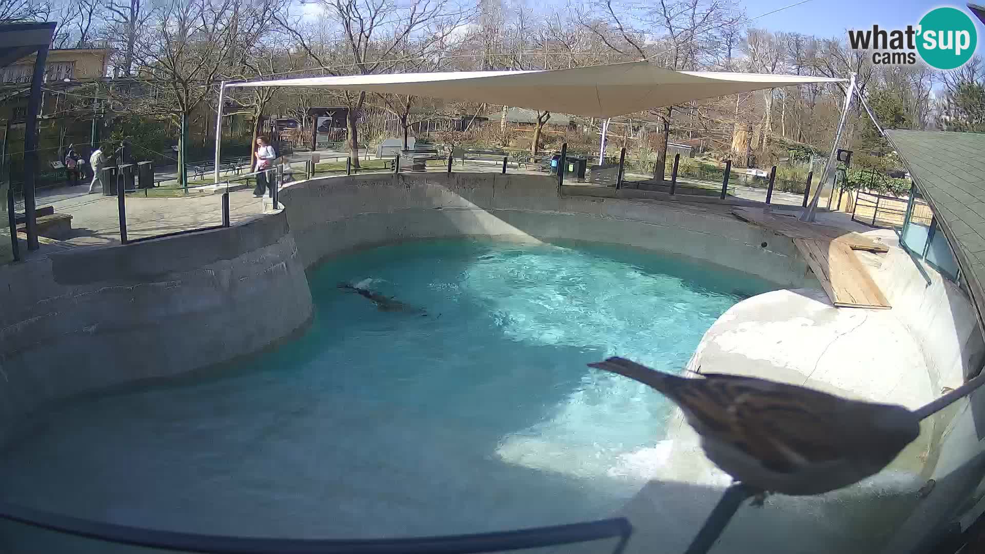Zoo Zagreb –  León marino de California