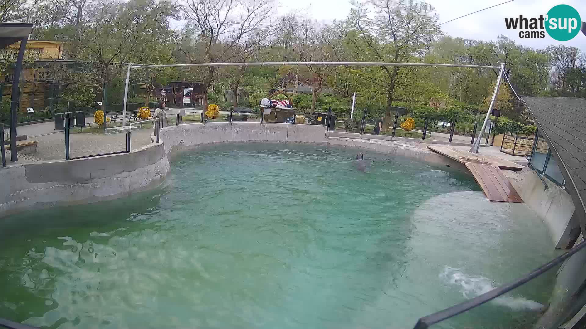 Zoo Zagreb – Otarie de Californie