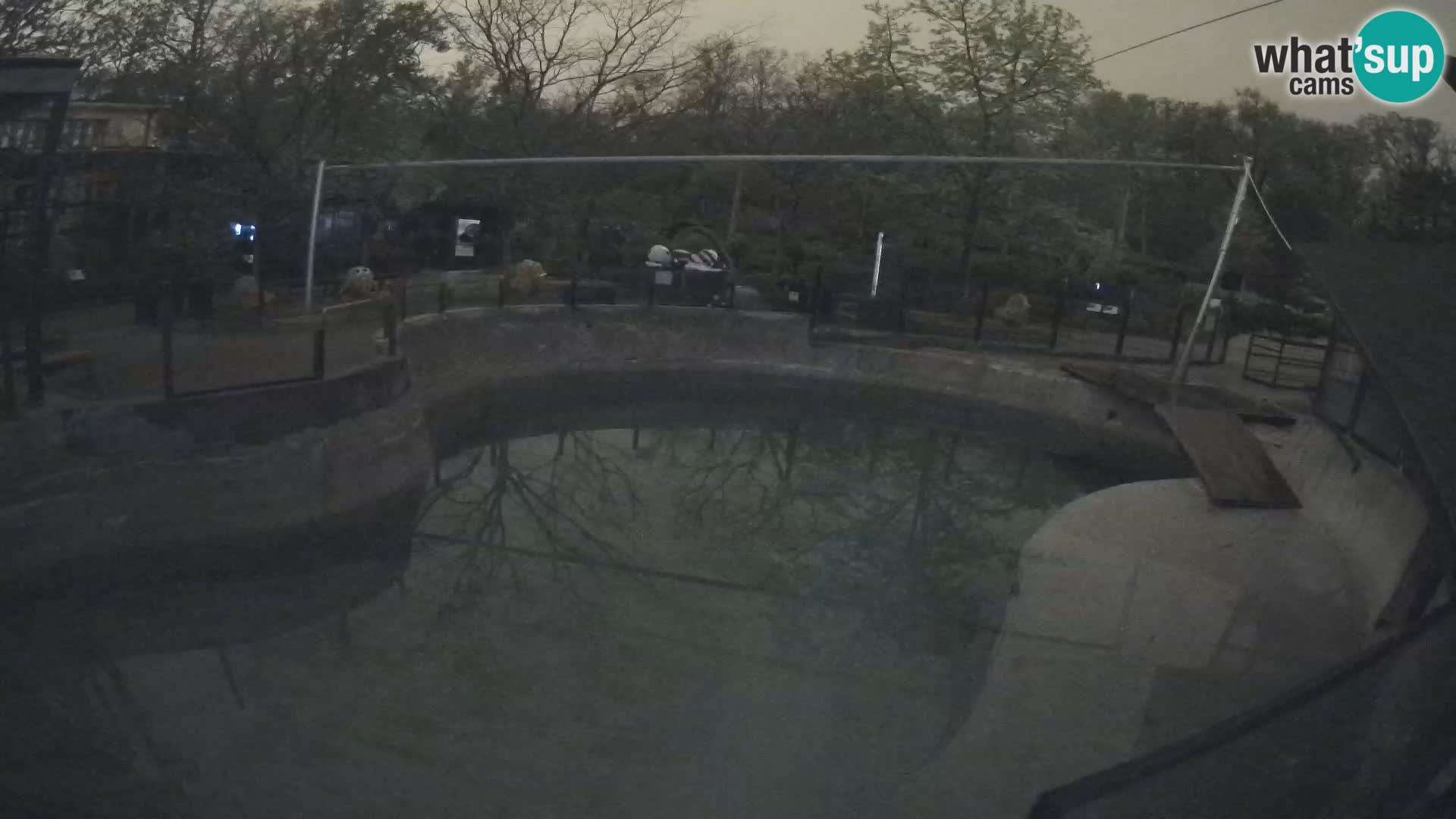 Zoo Zagreb –  León marino de California