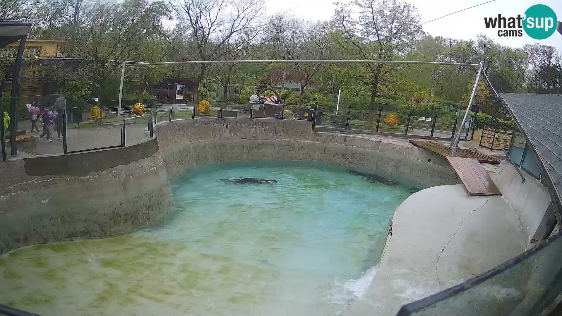 Zoo Zagreb – Kalifornijski morski lav