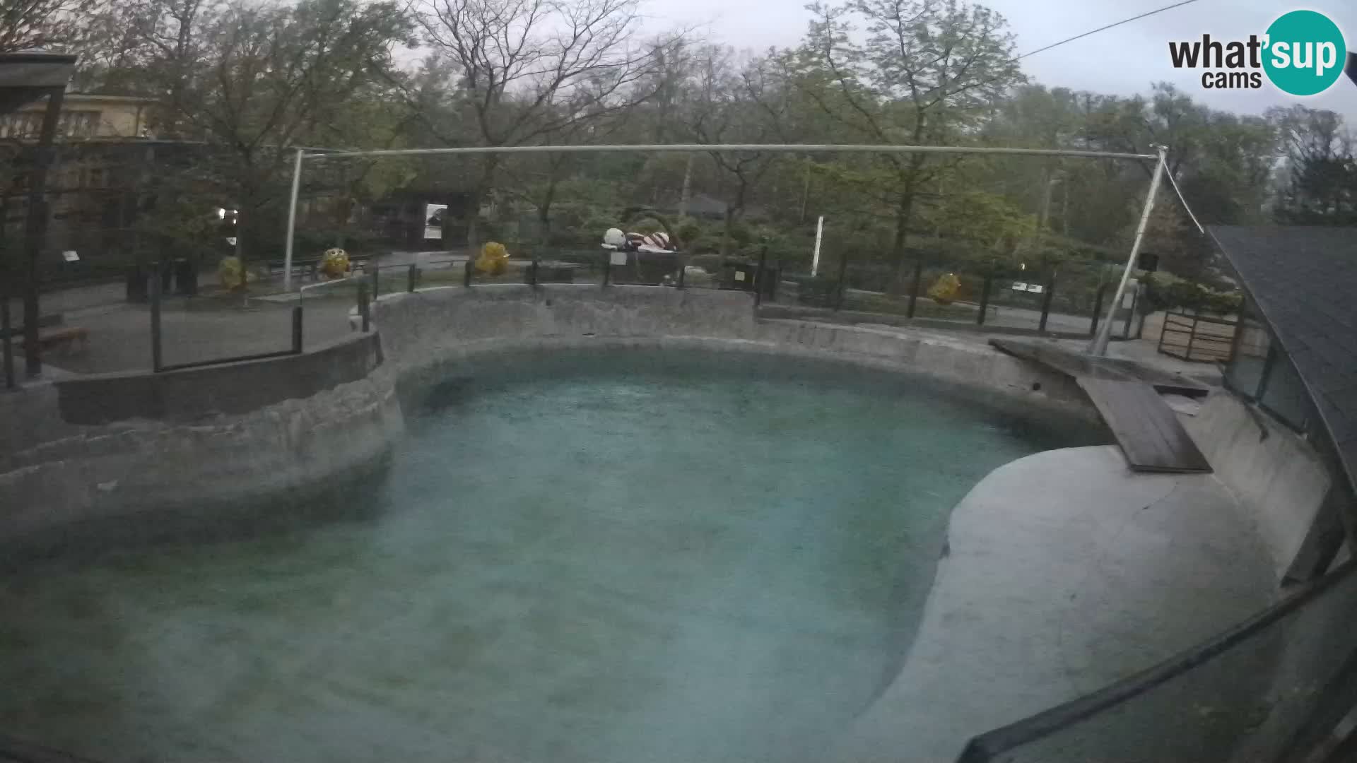 Zoo Zagreb – Kalifornijski morski lav