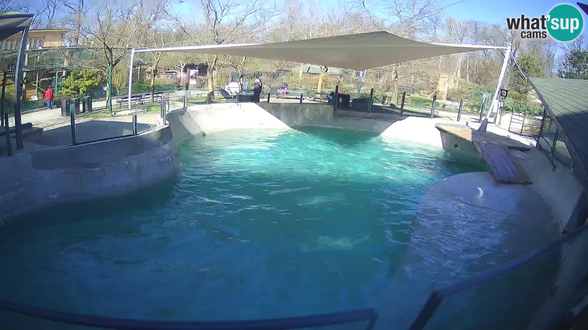 Zoo Zagreb – California Sea Lion