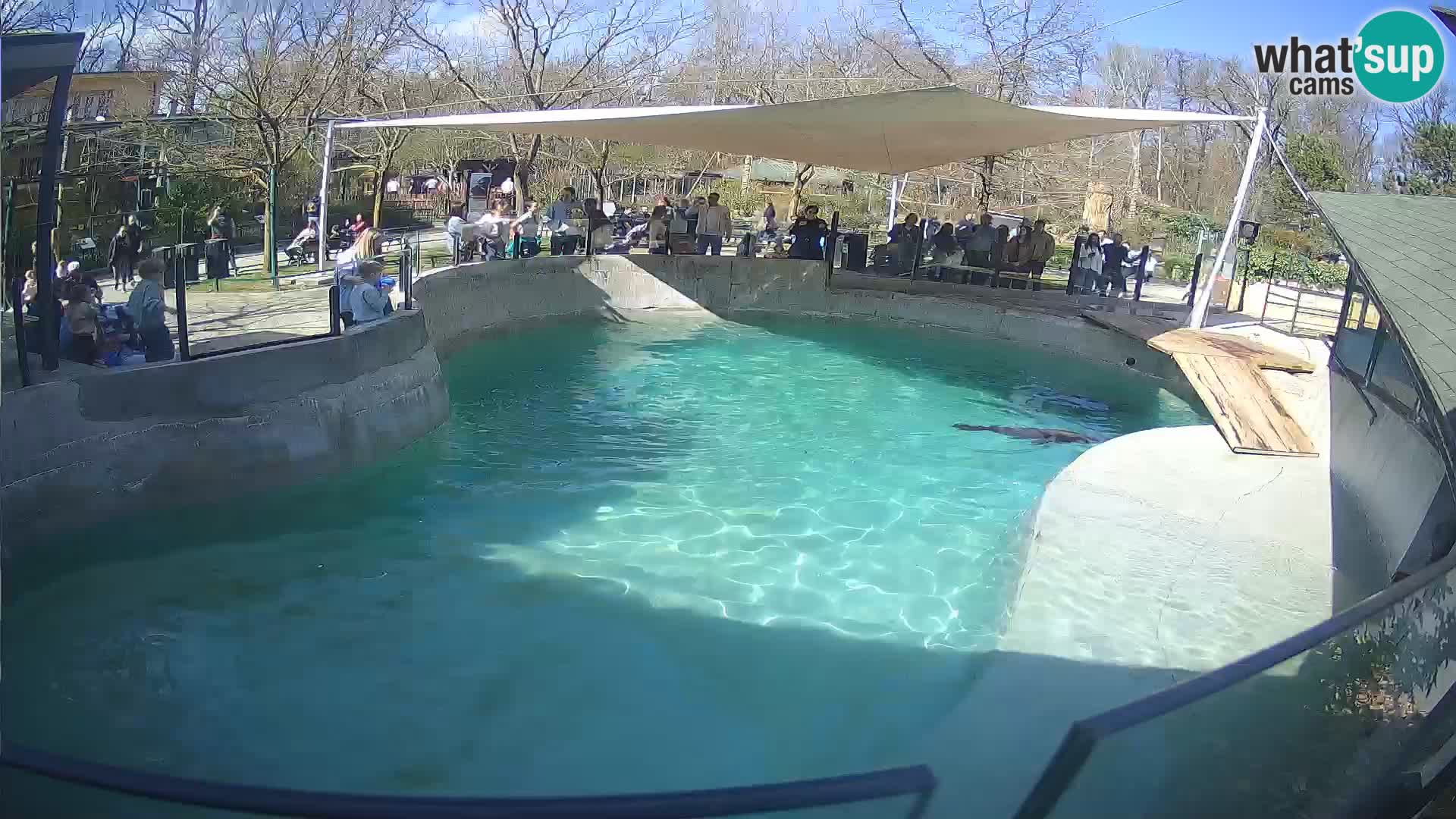 Zoo Zagreb – Otarie de Californie