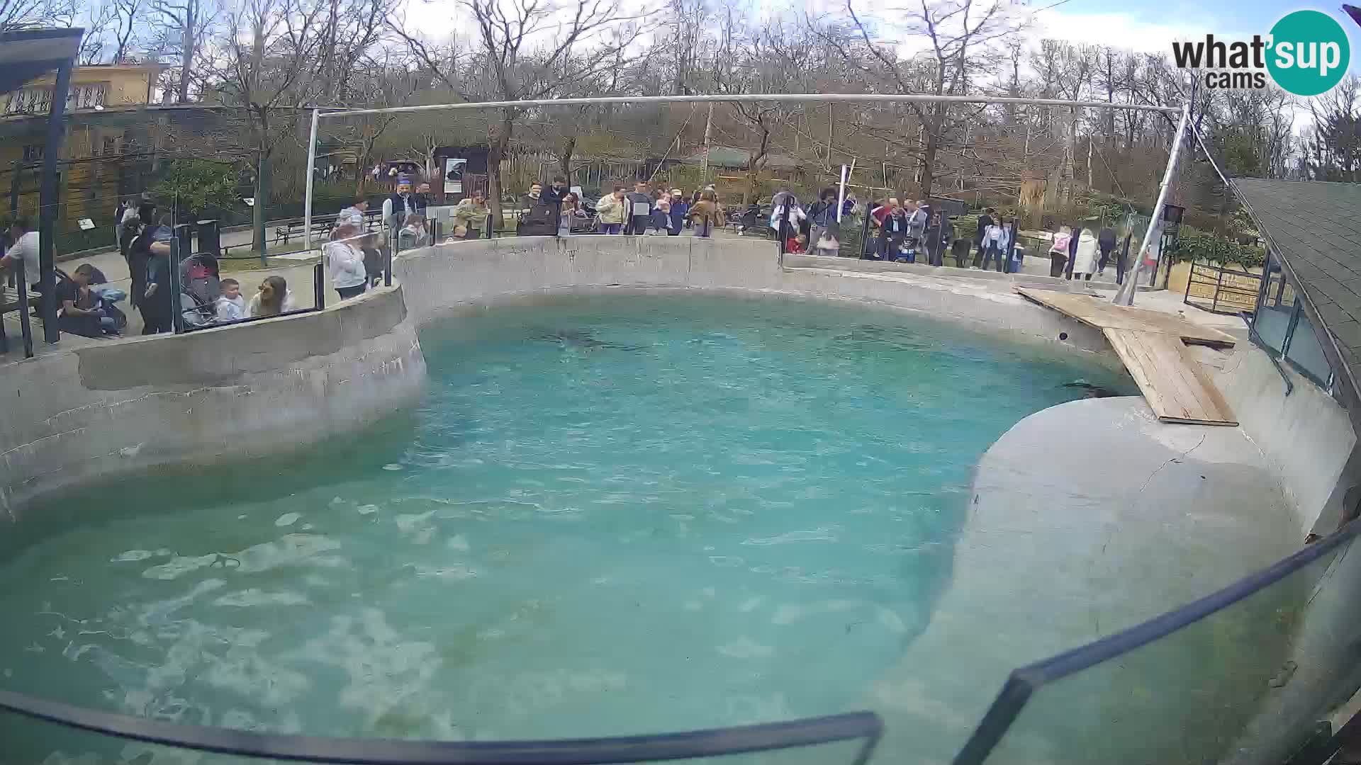 Zoo Zagreb – Otarie de Californie