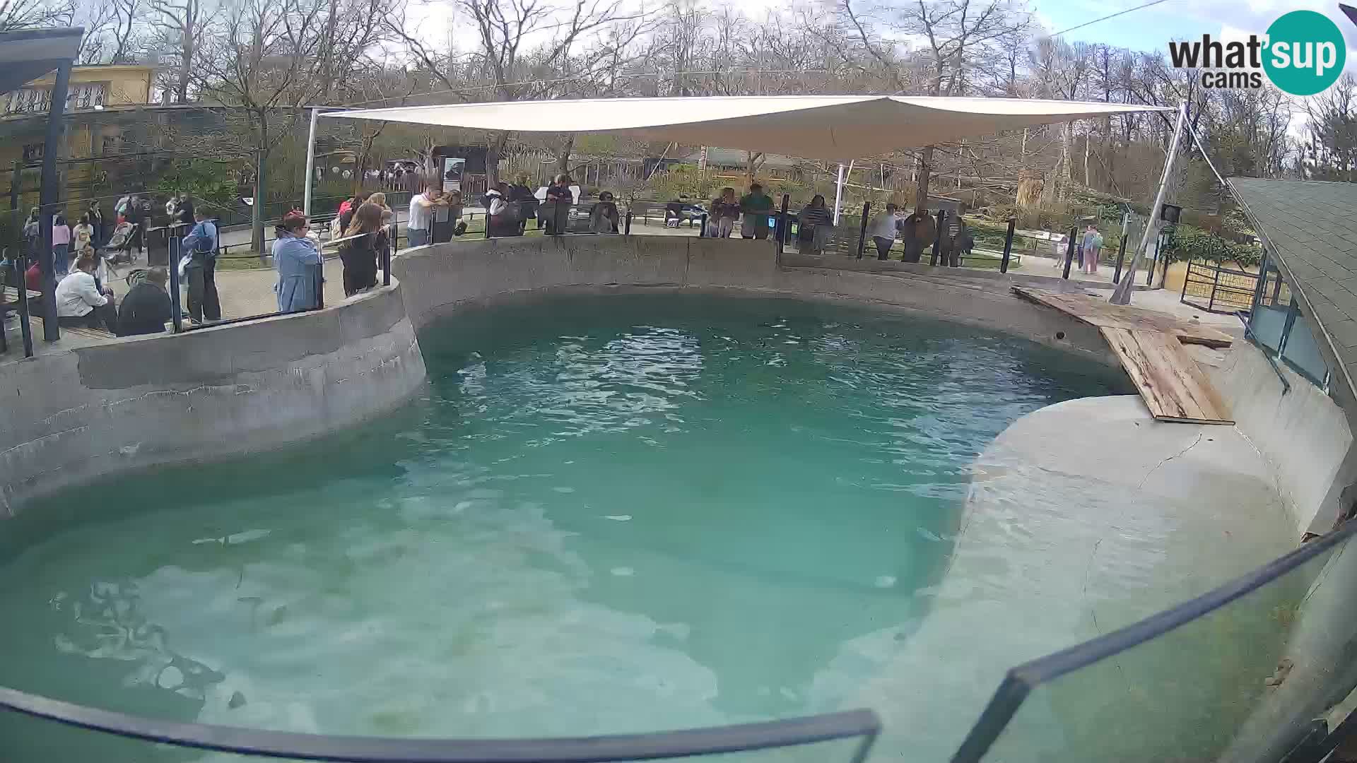 Zoo Zagreb – Otarie de Californie