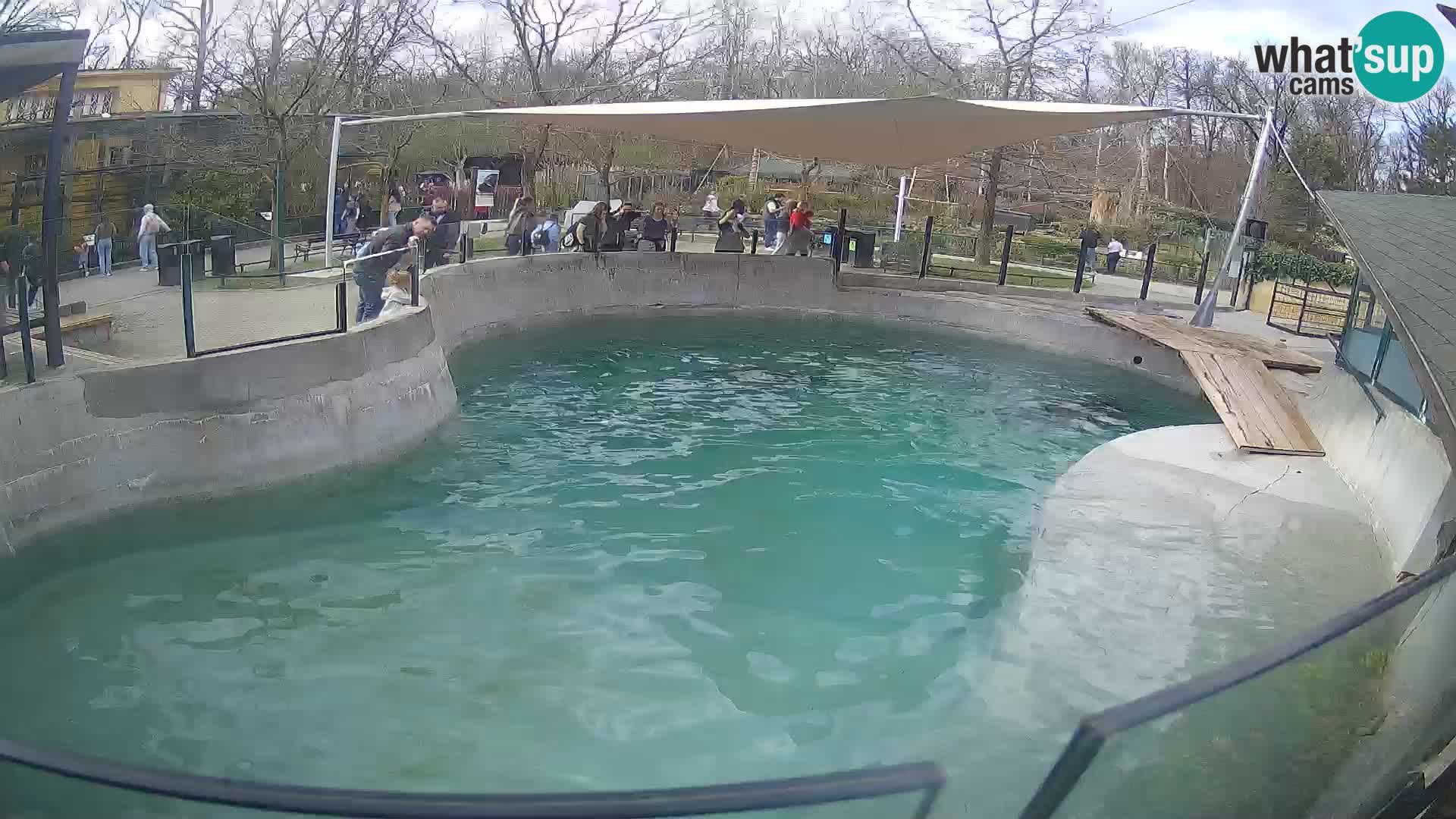 Zoo Zagreb – Kalifornischer Seelöwe