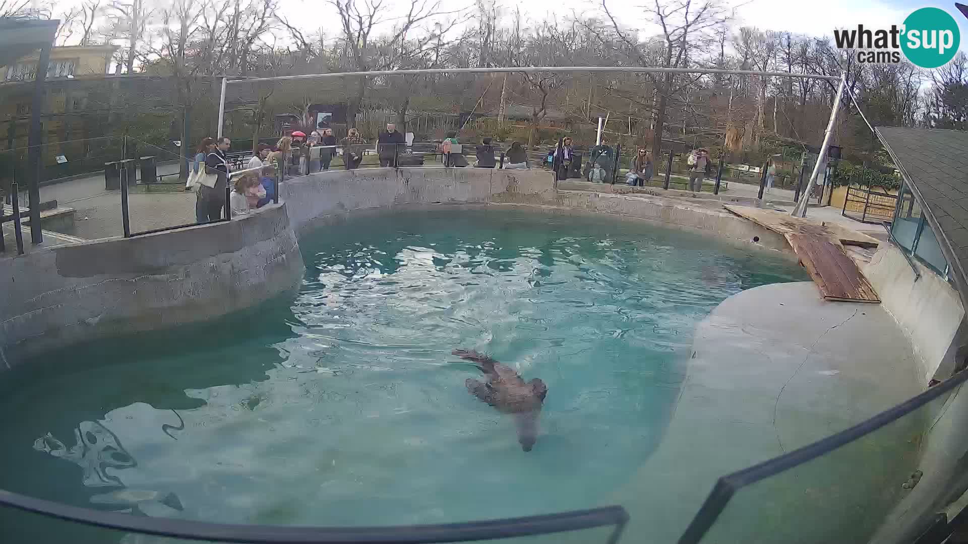 Zoo Zagreb – Kalifornischer Seelöwe