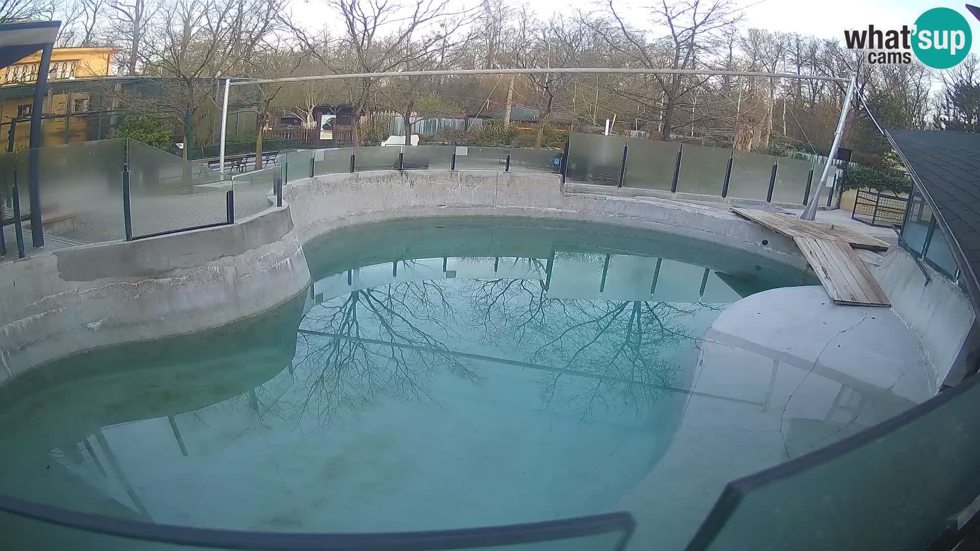 Zoo Zagreb –  León marino de California