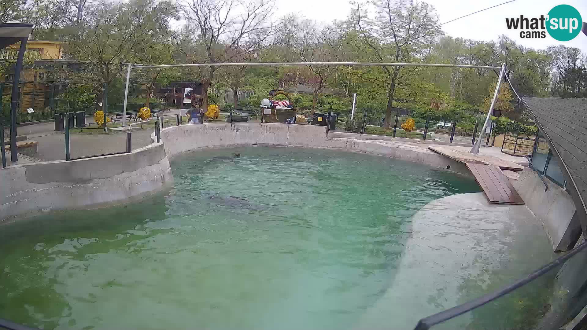 Zoo Zagreb – Otarie de Californie