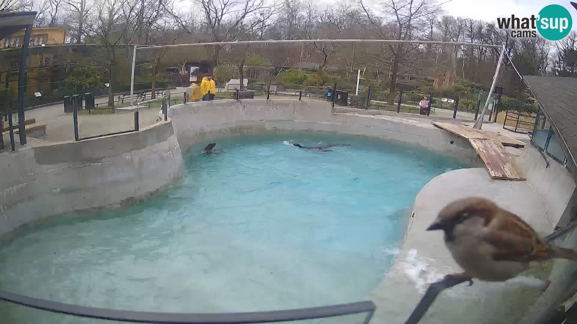 Zoo Zagreb – Kalifornijski morski lav