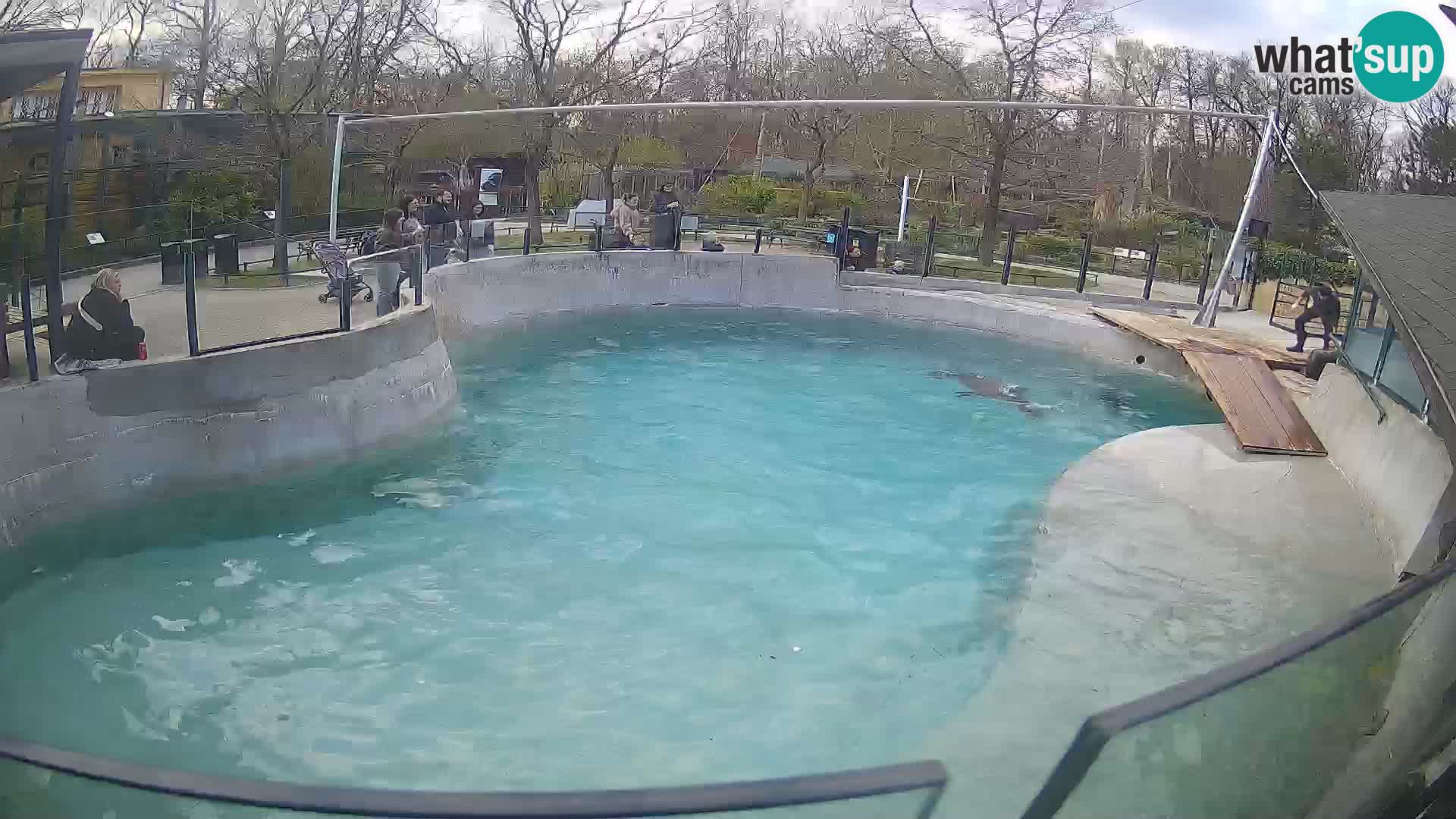 Zoo Zagreb – Kalifornijski morski lav