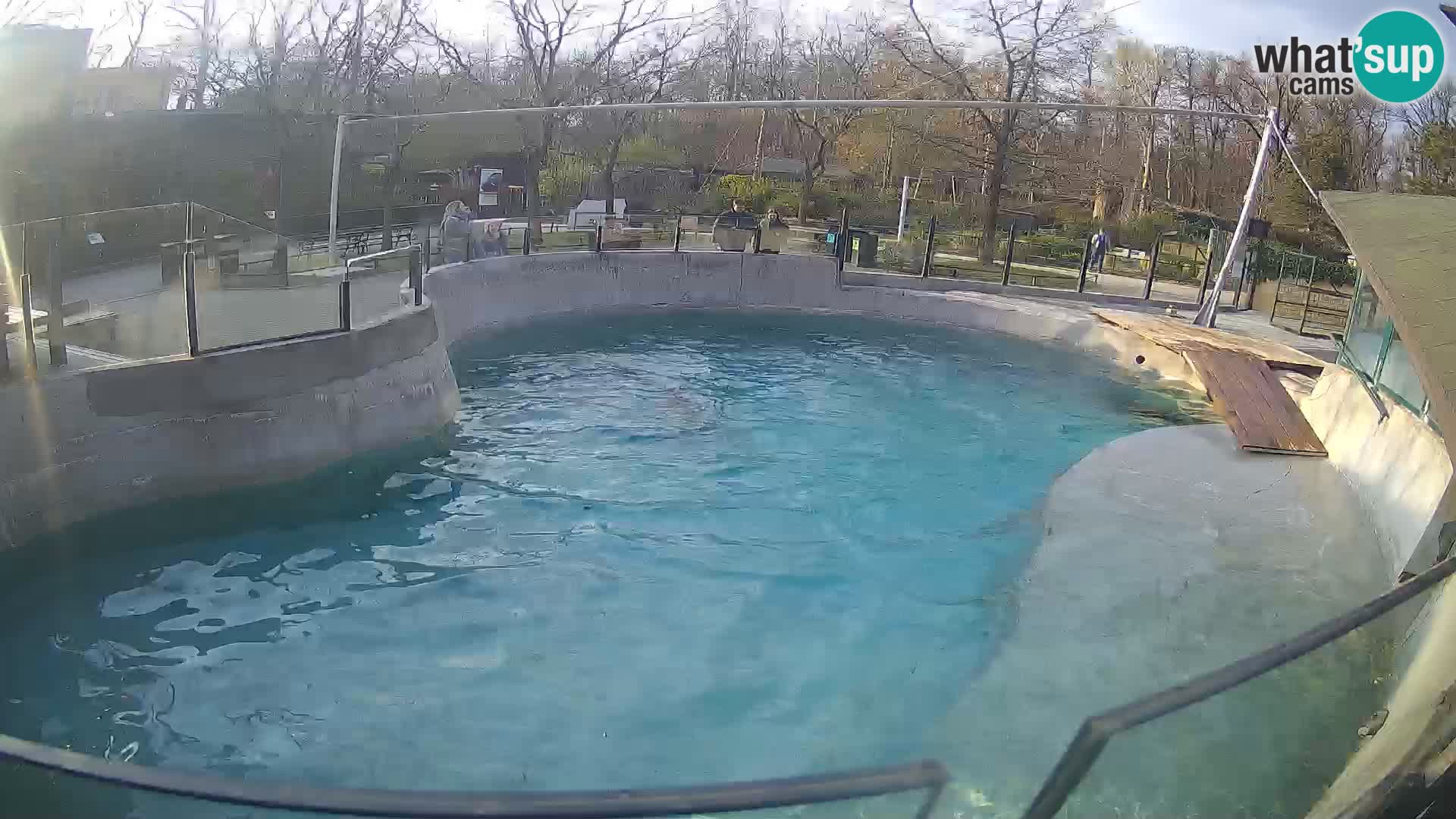 Zoo Zagreb – Kalifornijski morski lav