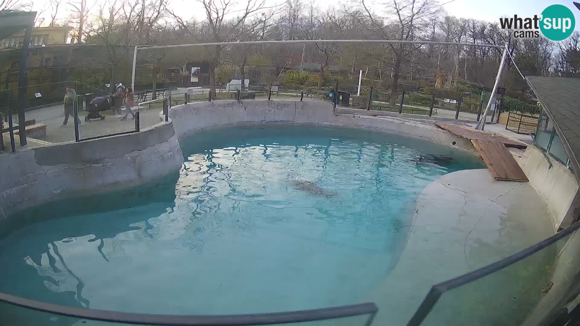 Zoo Zagreb – Kalifornischer Seelöwe